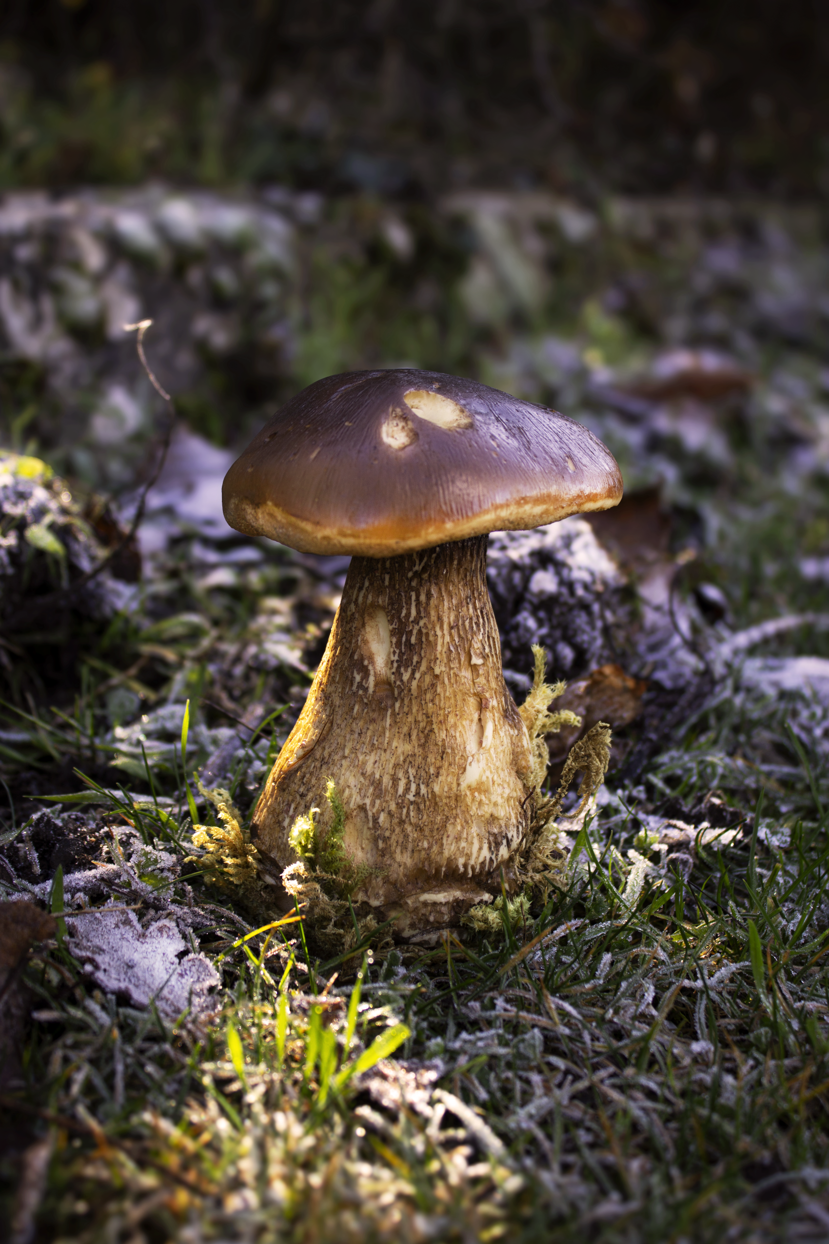 Bolete 1:1 home decor