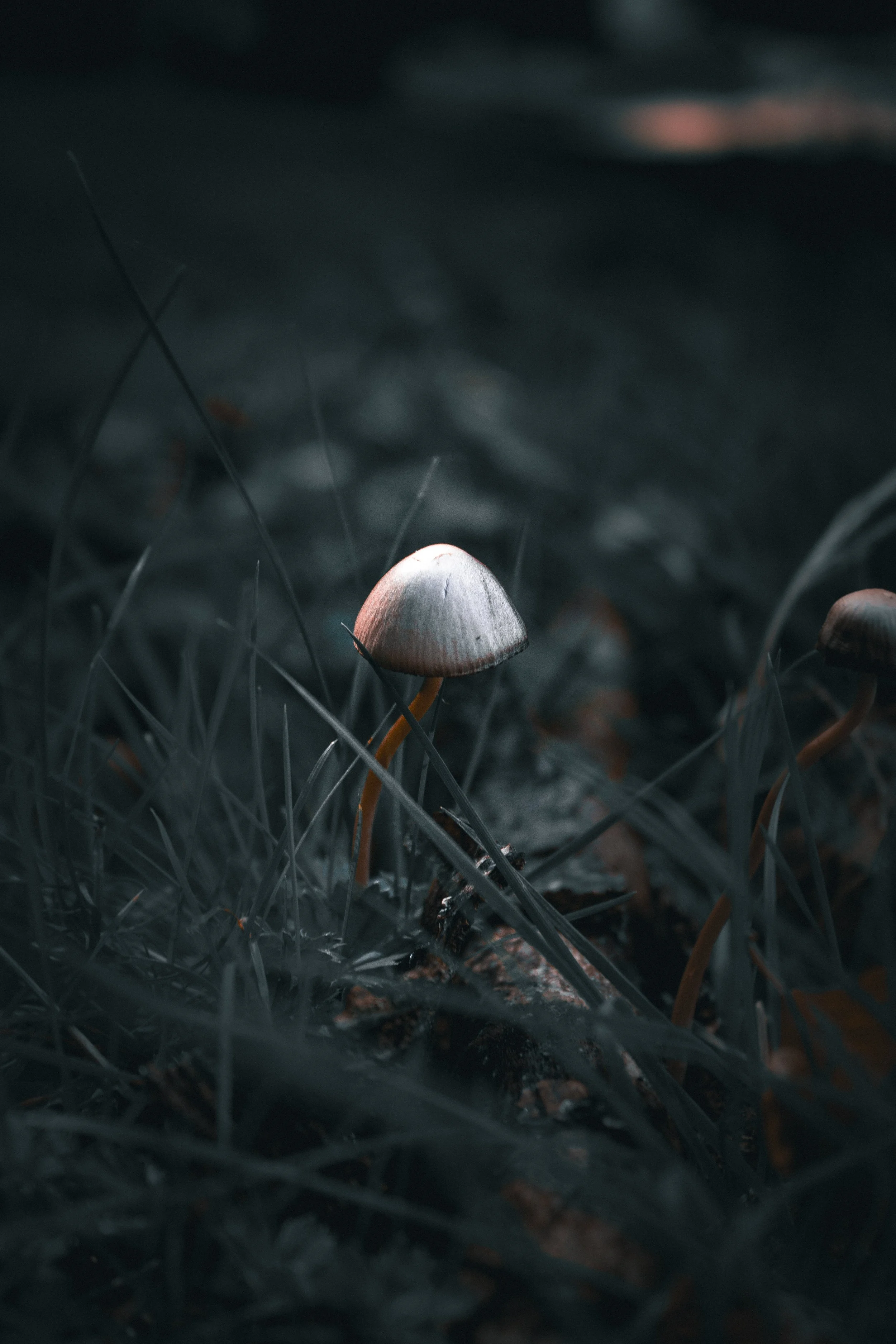 Micologo che cresce tra l'erba in un ambiente ombreggiato
