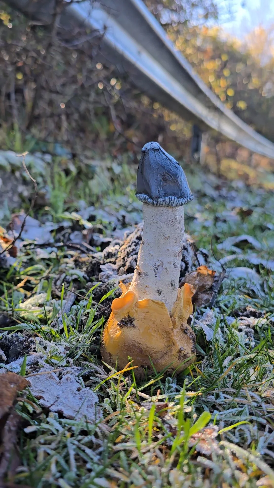 Phallus impudicus 1:1 home decor