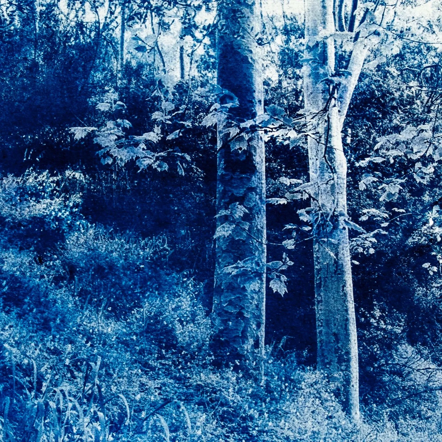 A cyanotype print of Melbourne's Yarra River (Yarra Birrarung), which was included in the River Dialogues exhibition.