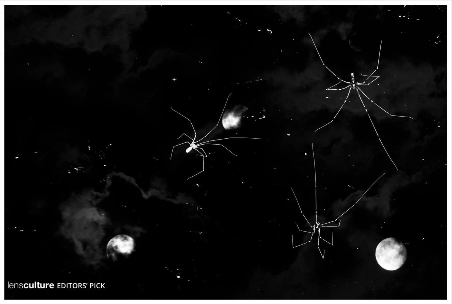 Black and white photo of spider webs with spiders and the moon visible in the background.