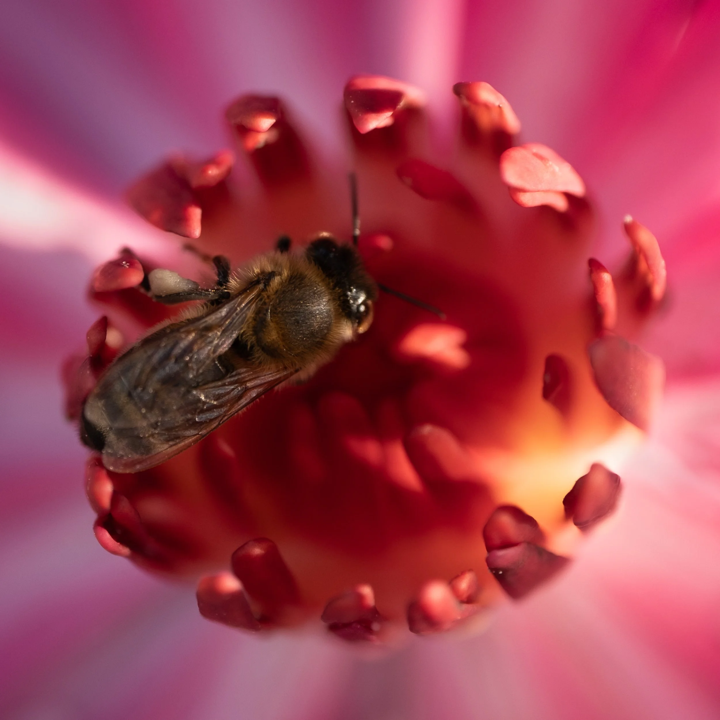 mcarmen-30112025-0287-EXPORT - Redes sociales-2.jpg