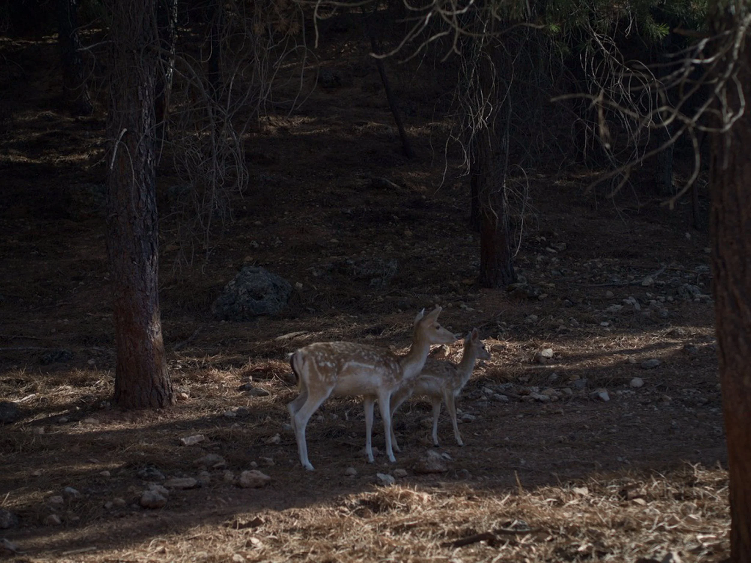 Refugio en el bosque.jpg