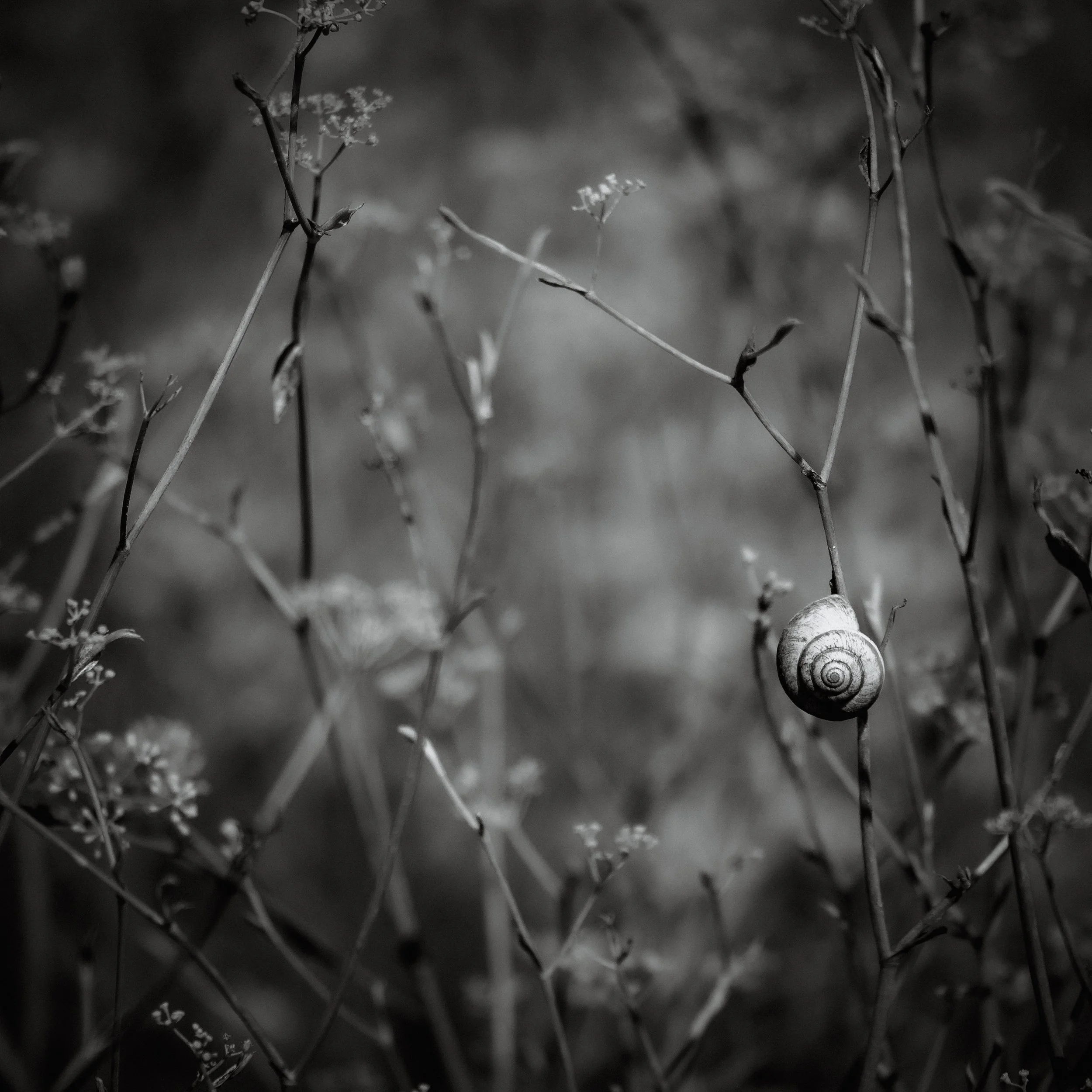 La espiral en equilibrio-2-7.jpg