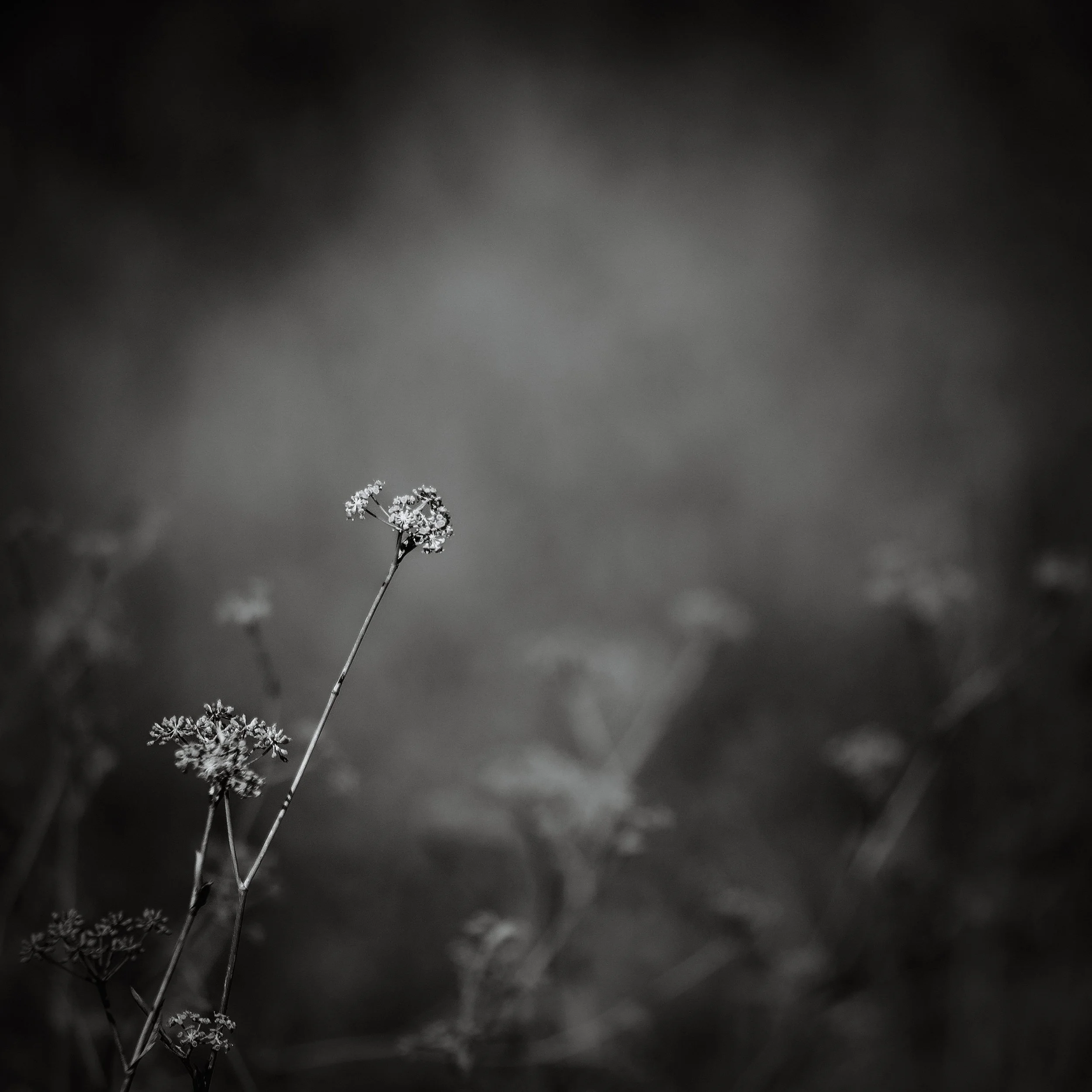 Silencio y flor-3-3.jpg