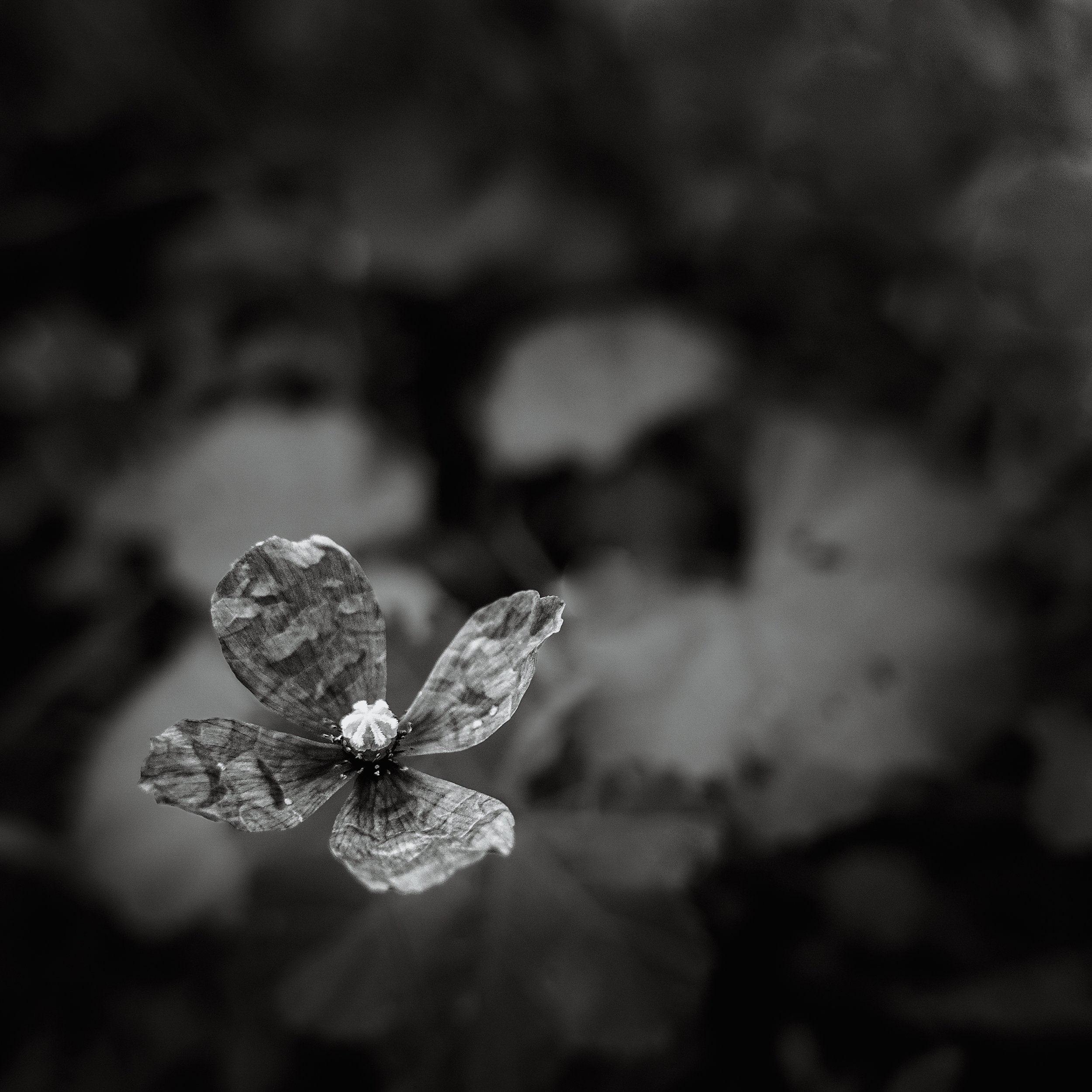 Tiembla la amapola-3-3.jpg