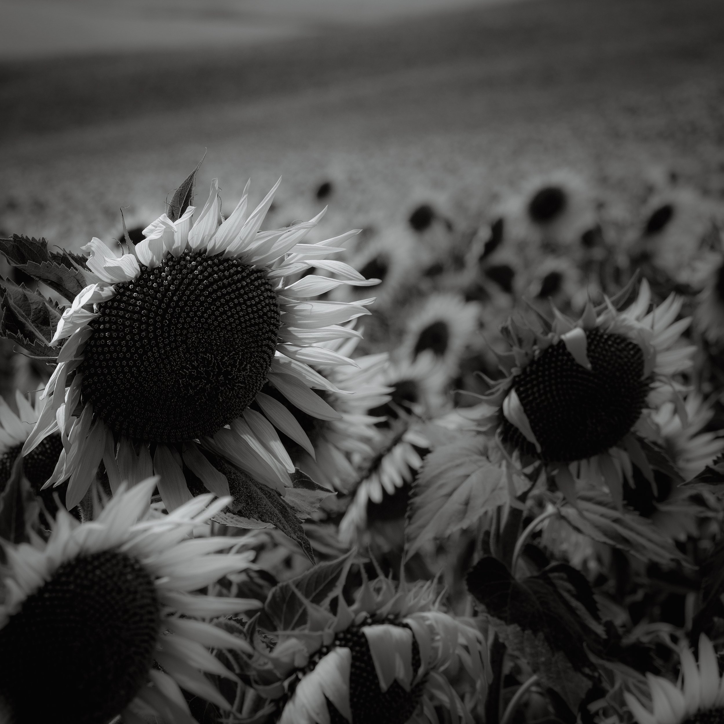 Girasoles-3-2.jpg