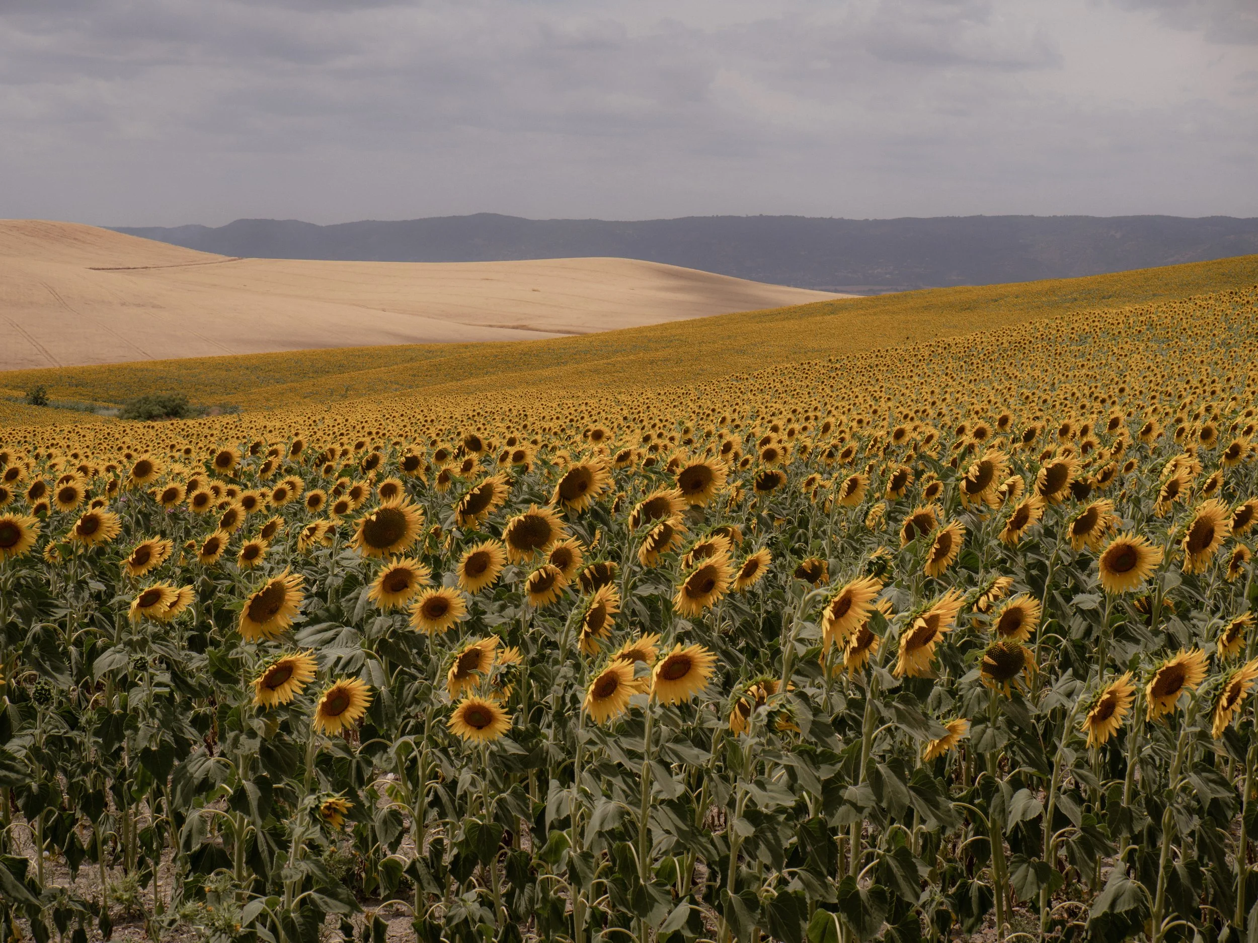 La piel de la tierra.jpg