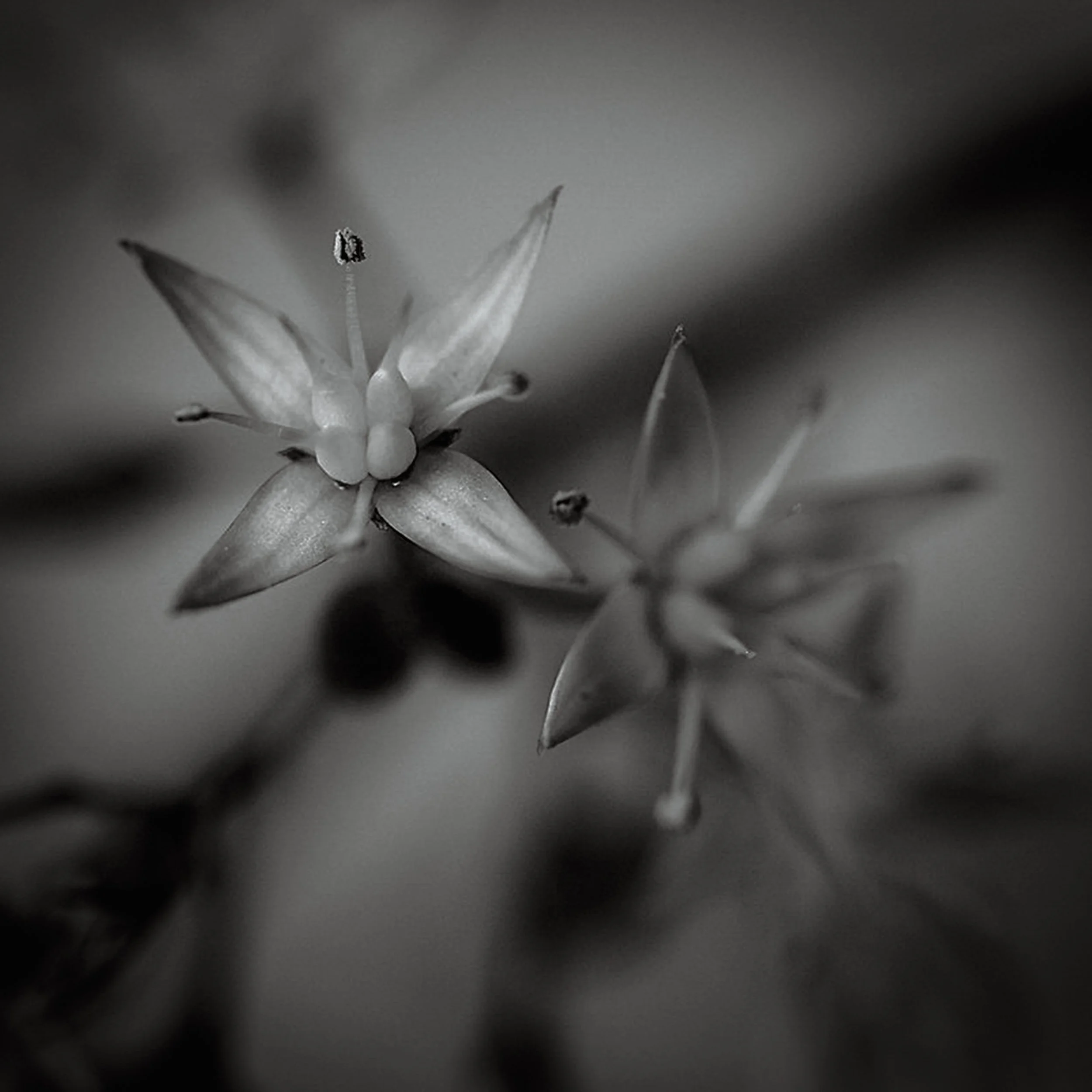 Flor detenida-3-5.jpg