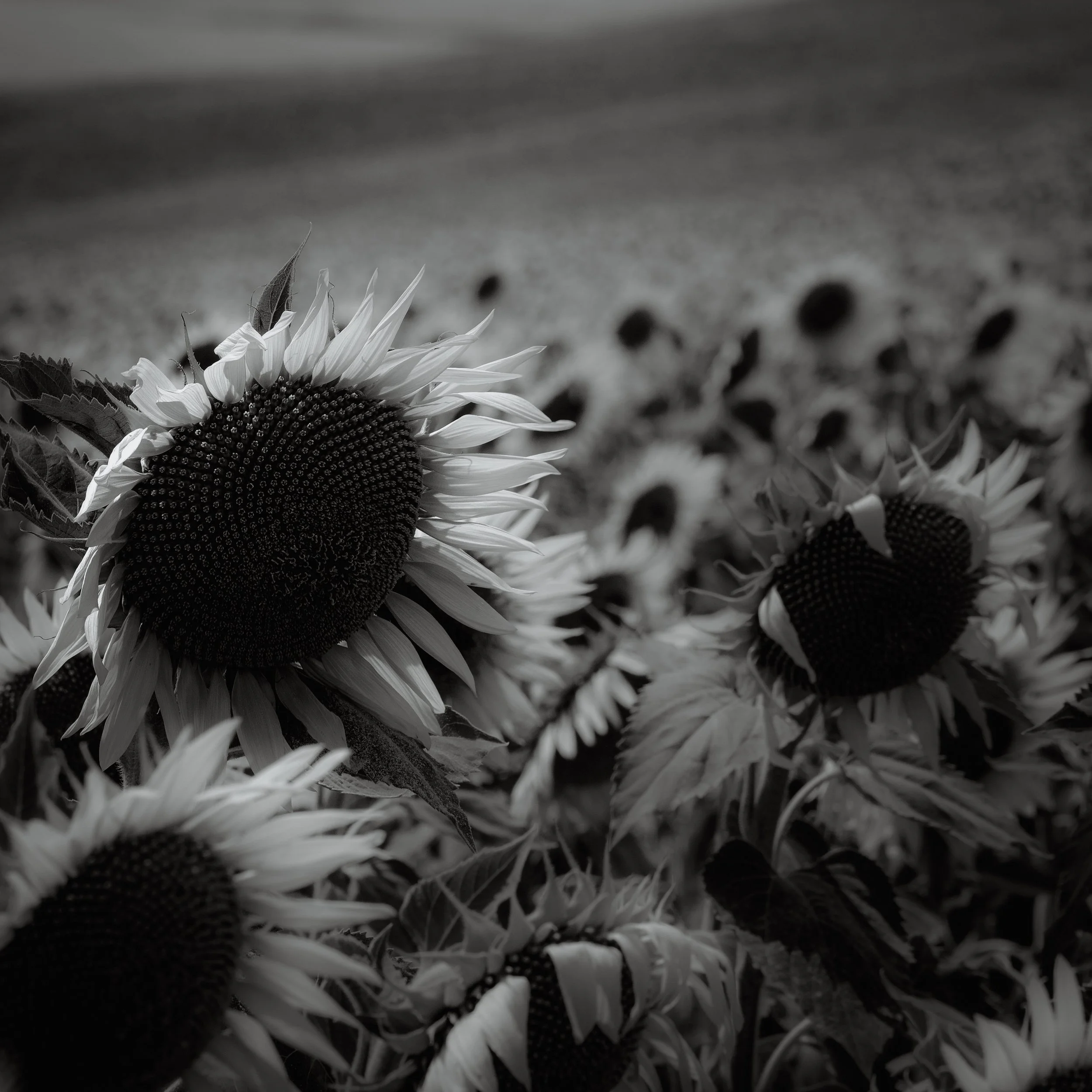 Girasoles-3-2.jpg