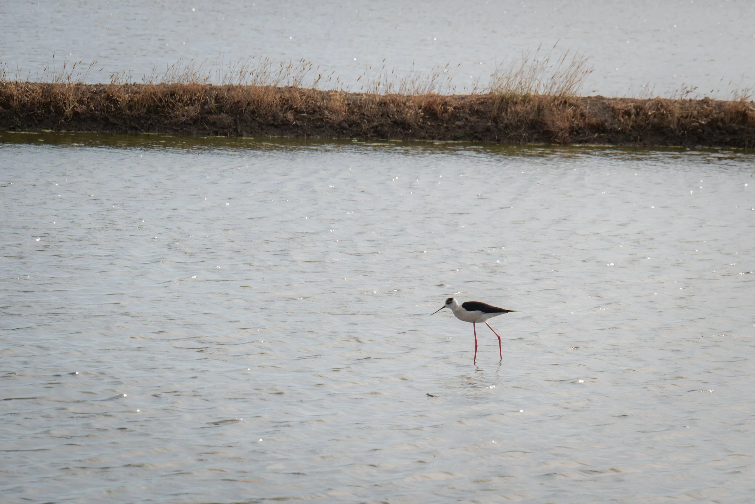 La espera del agua.jpg
