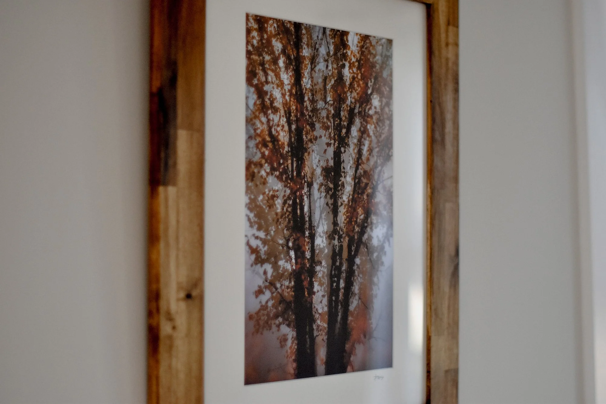 Wood Framed Maple Tree Photograph