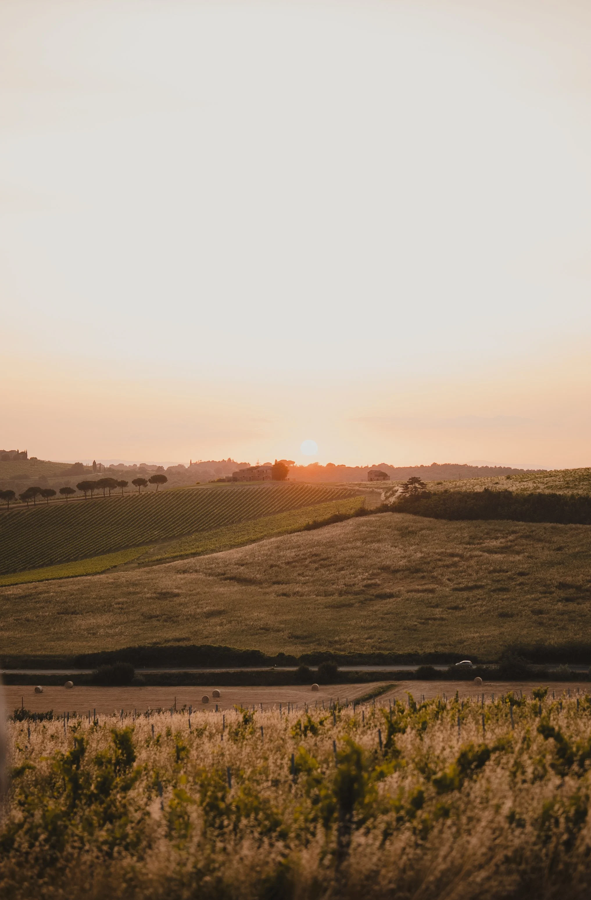 Sunset over rolling agricultural hills with vineyards and trees.