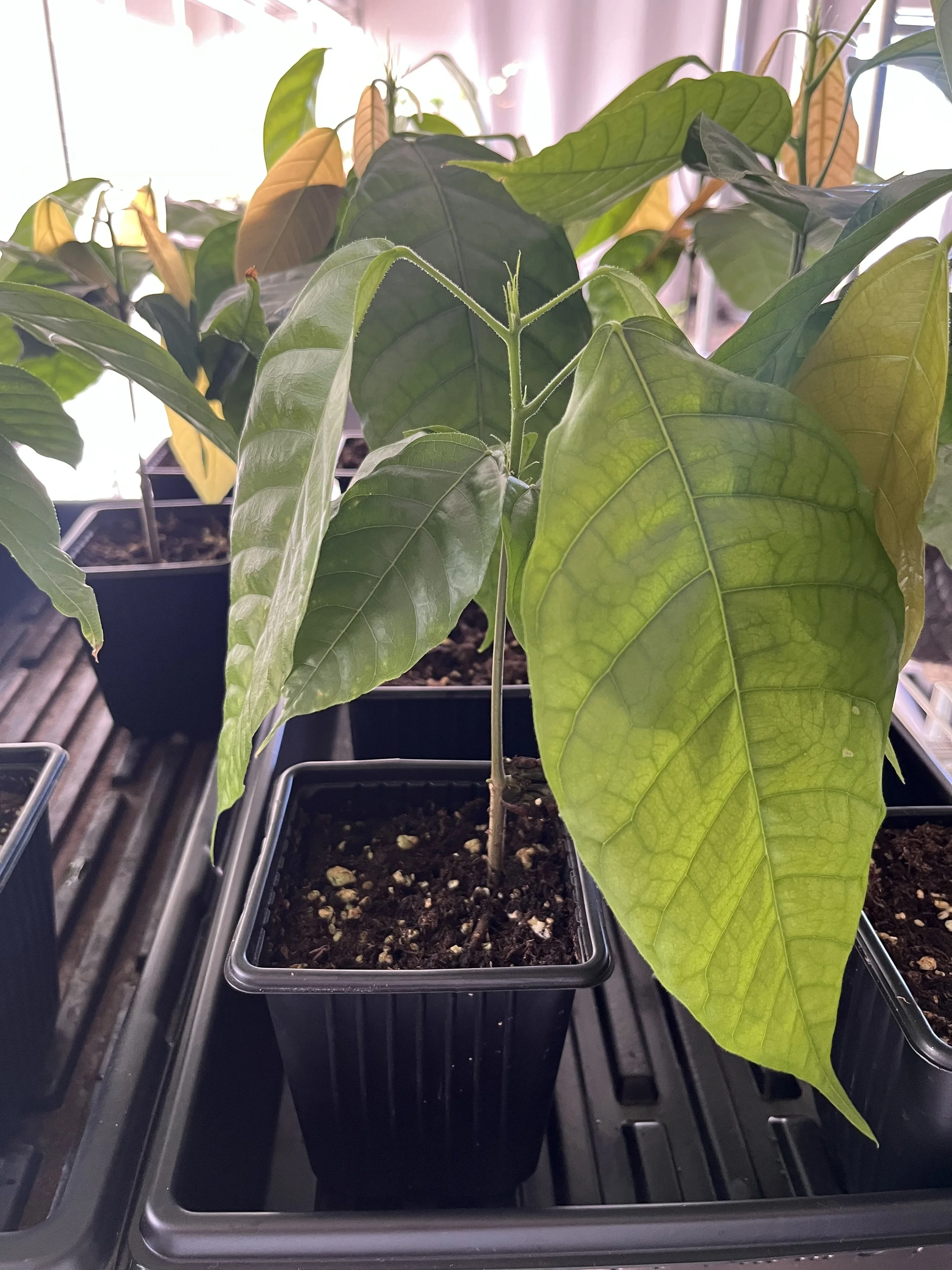 Cacao Trees - Theobroma cacao (yellow pod)