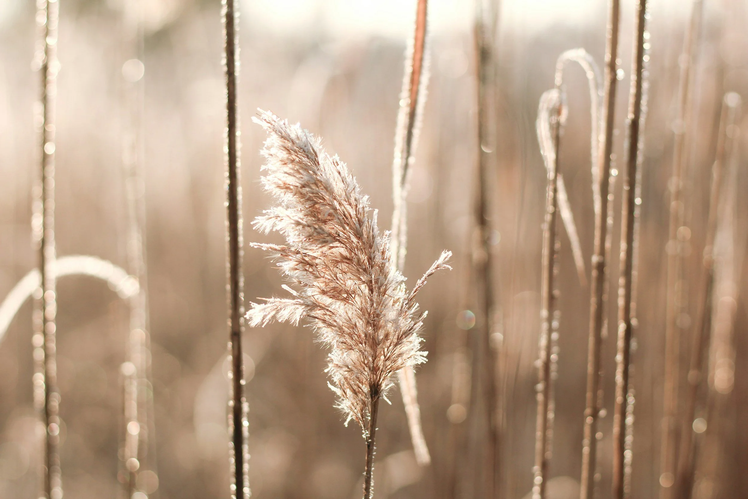 A close-up of a dried grass stalk with feathery plumes, backlit by sunlight, in a field of similar grasses.