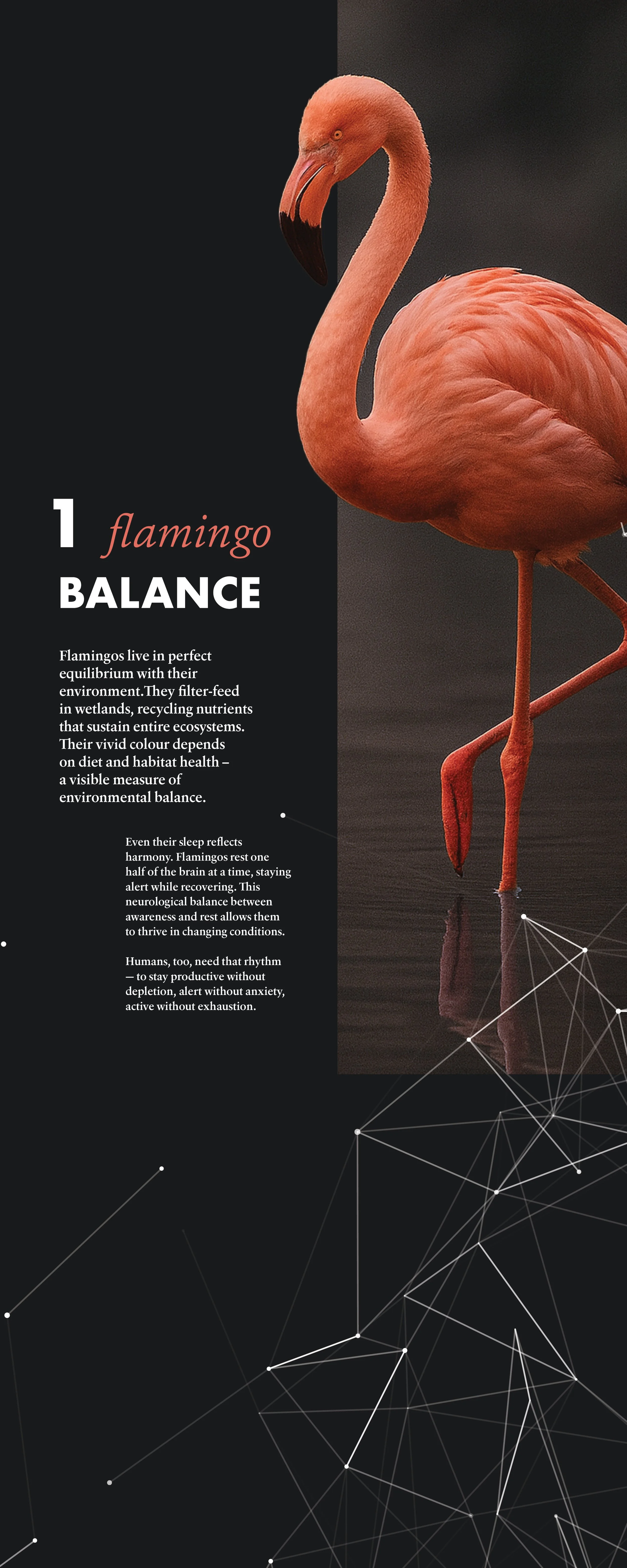 exhibition_panels_flamingo_human6.jpg