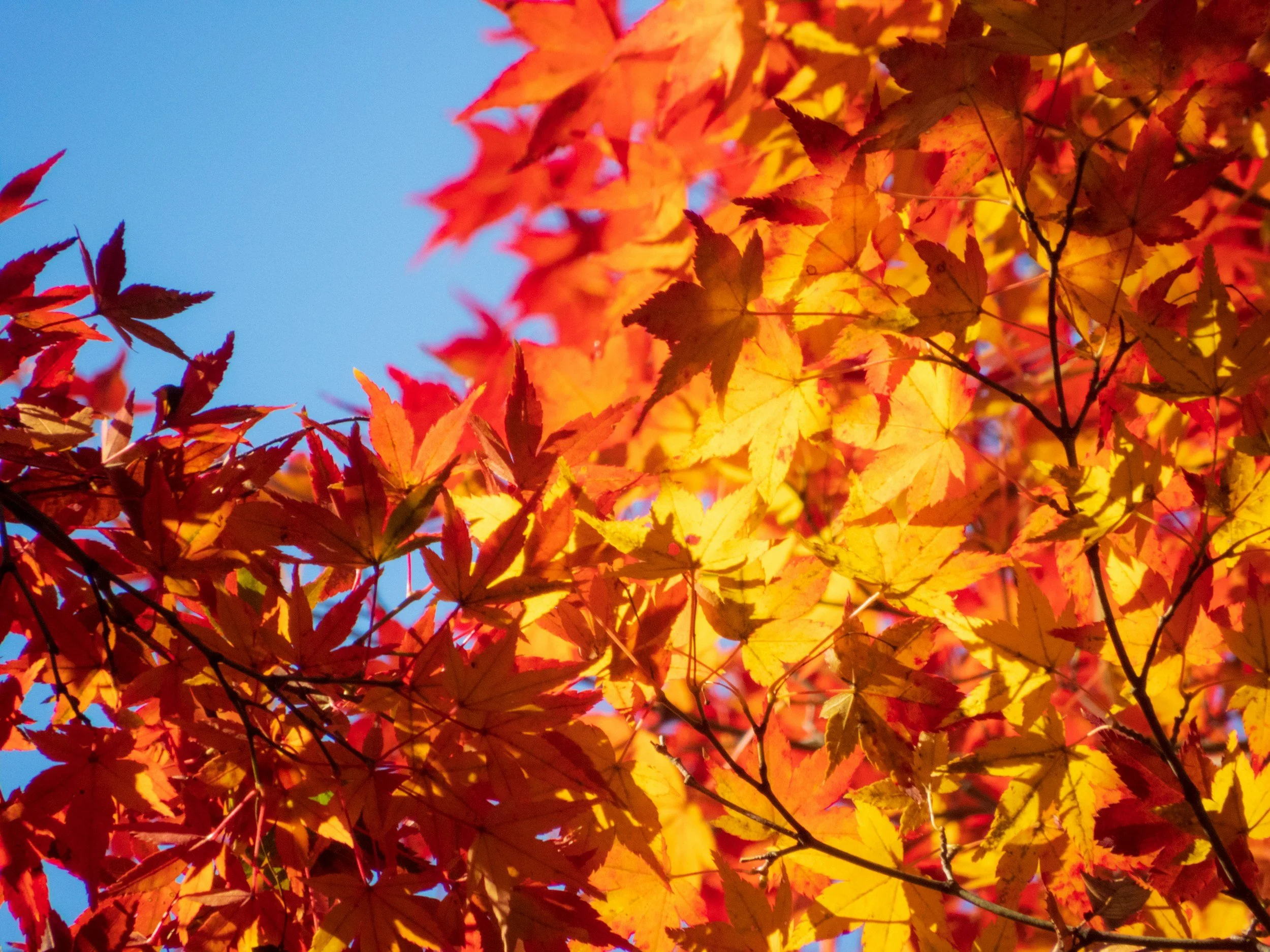 Bright orange and red maple leaves against a clear blue sky.