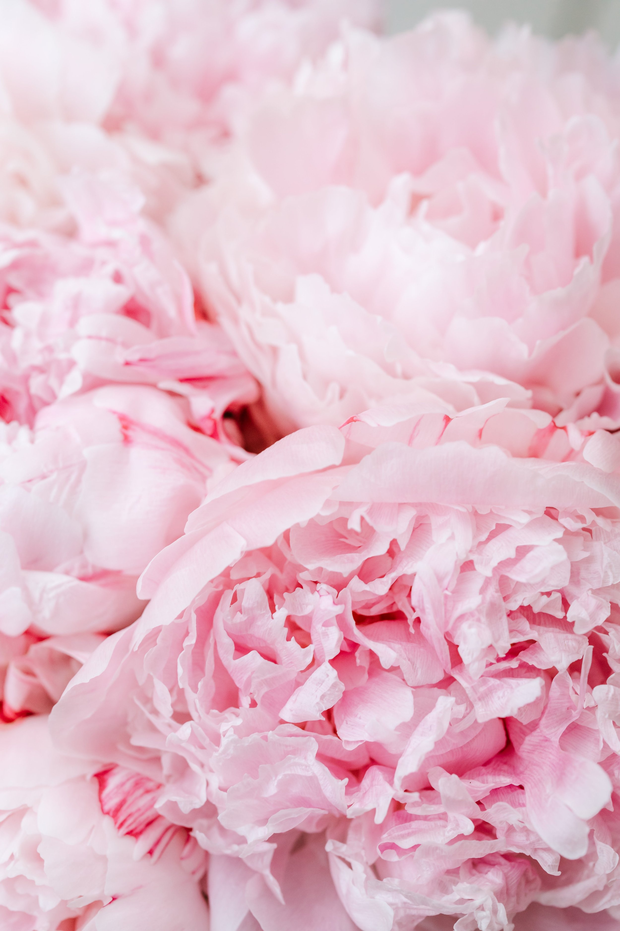 Close-up of pink peony flowers with ruffled petals.