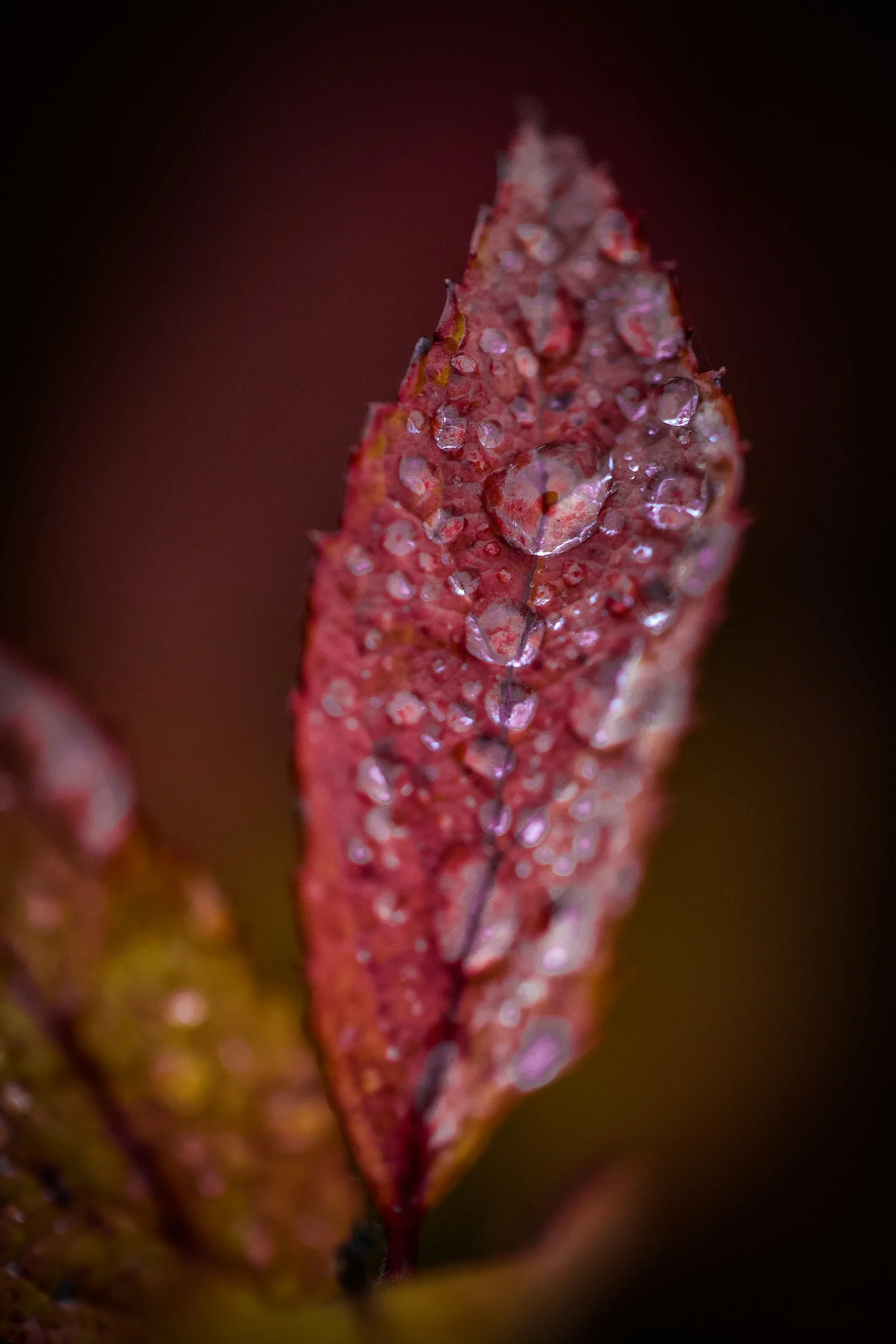 Close-up of a red, textured plant with small water droplets on its surface.