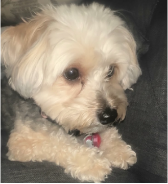 Close-up of a small, fluffy, light-colored dog with dark eyes and a pink collar, resting on a dark surface.