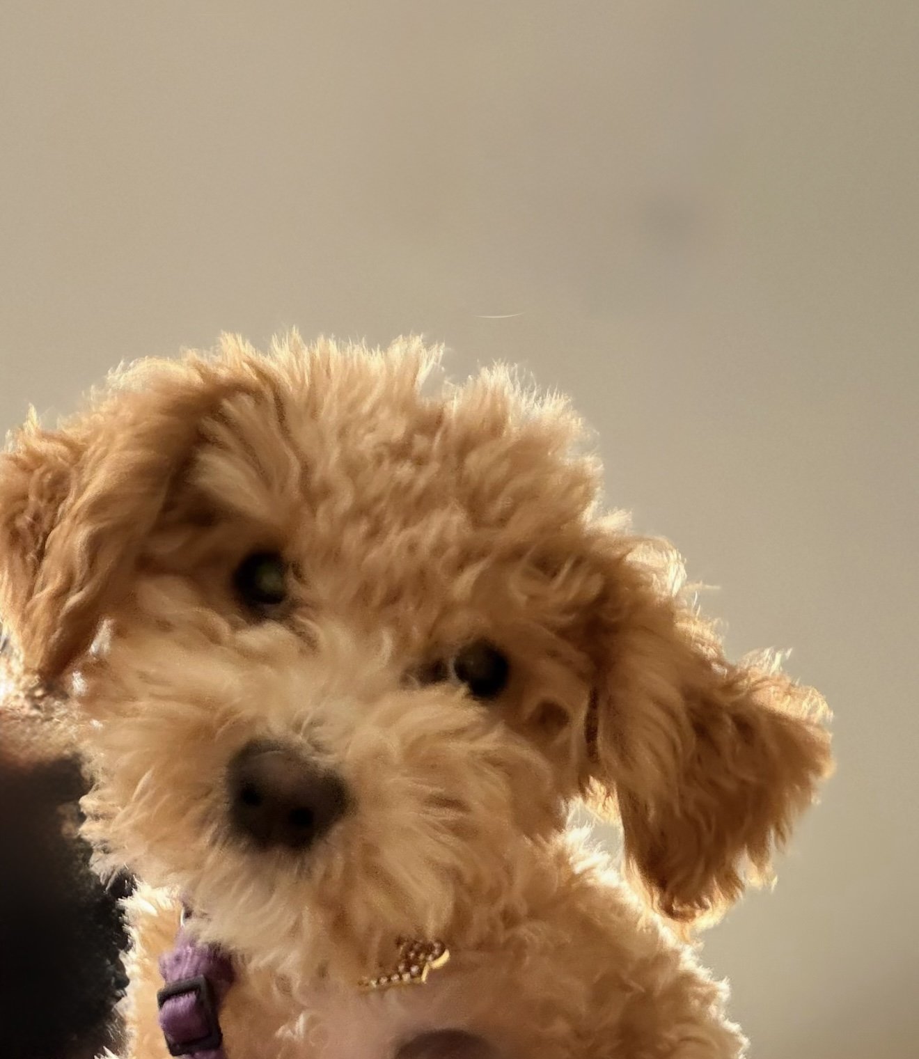 Close-up of a small, curly-haired tan dog with dark eyes and nose, wearing a purple collar, against a plain background.