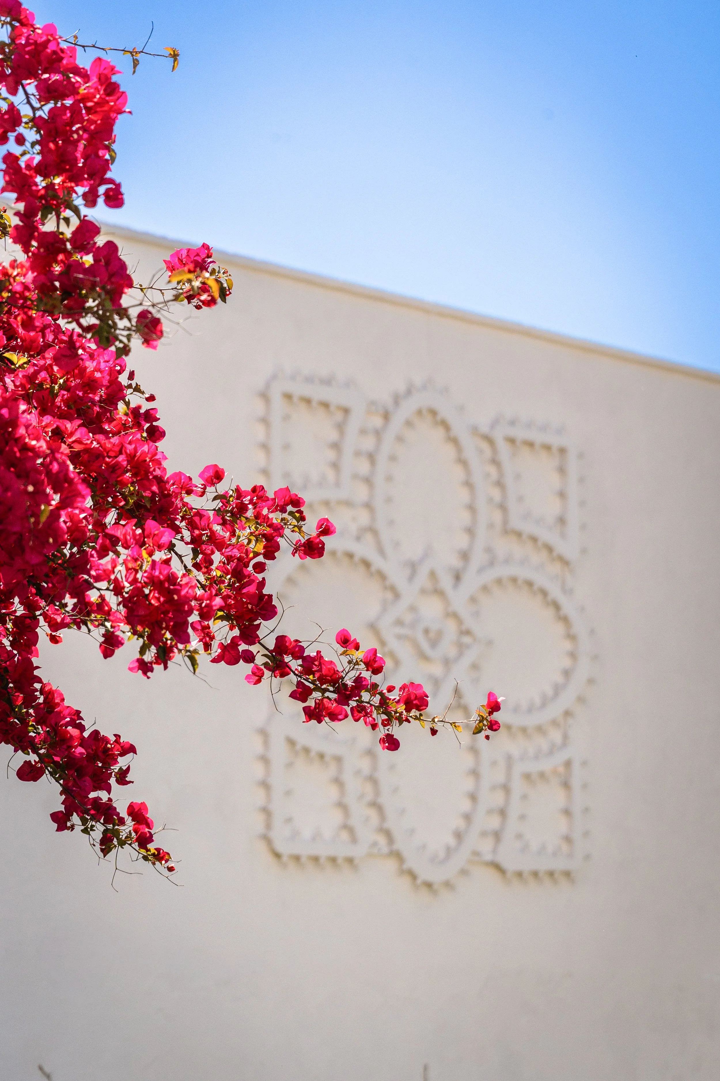 Pink bougainvillea flowers in the foreground with a beige building wall and a light blue sky in the background.
