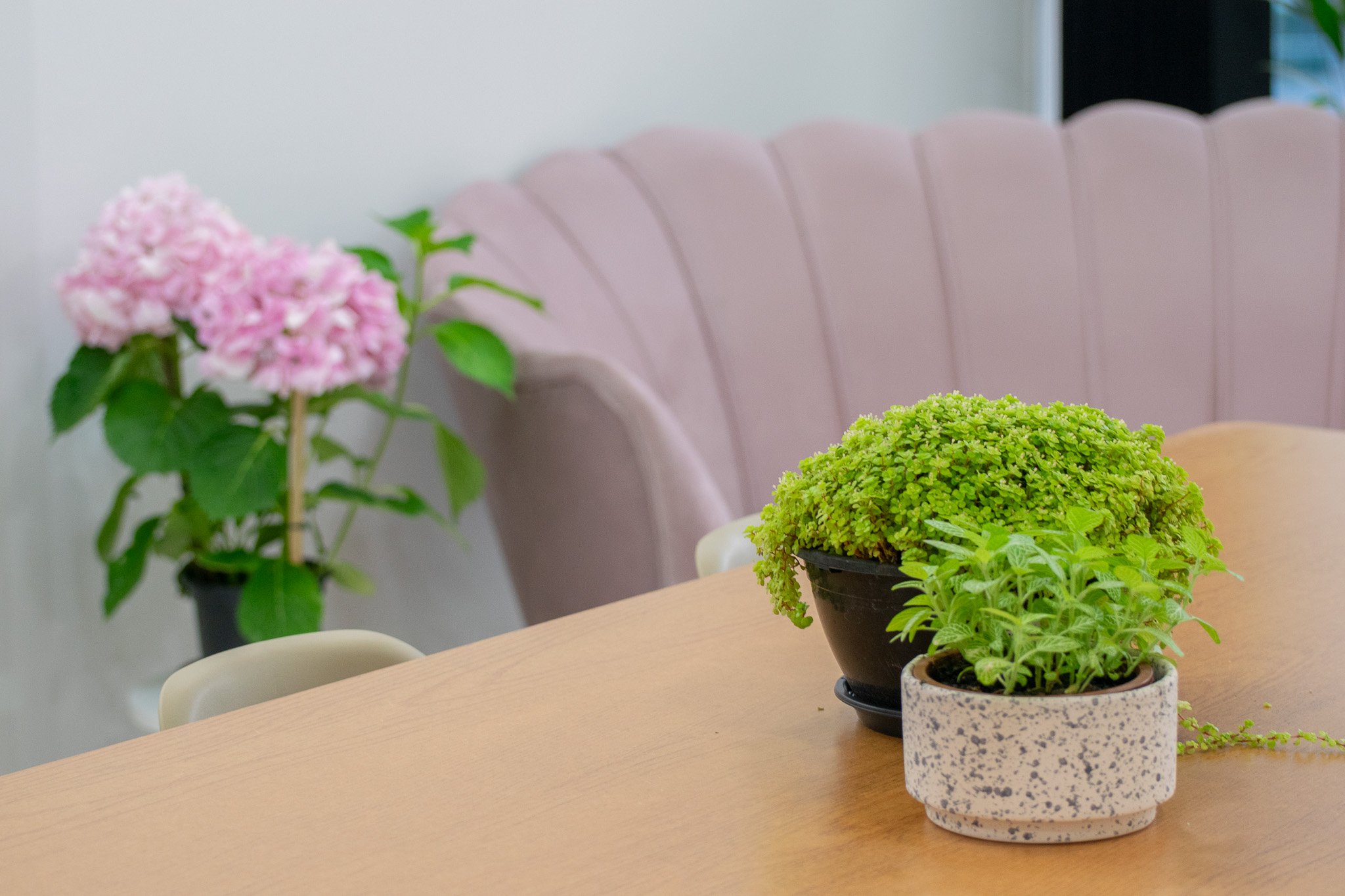 Três vasos com plantas verdes em uma mesa de madeira, ao fundo uma poltrona rosa e uma planta com flores rosa