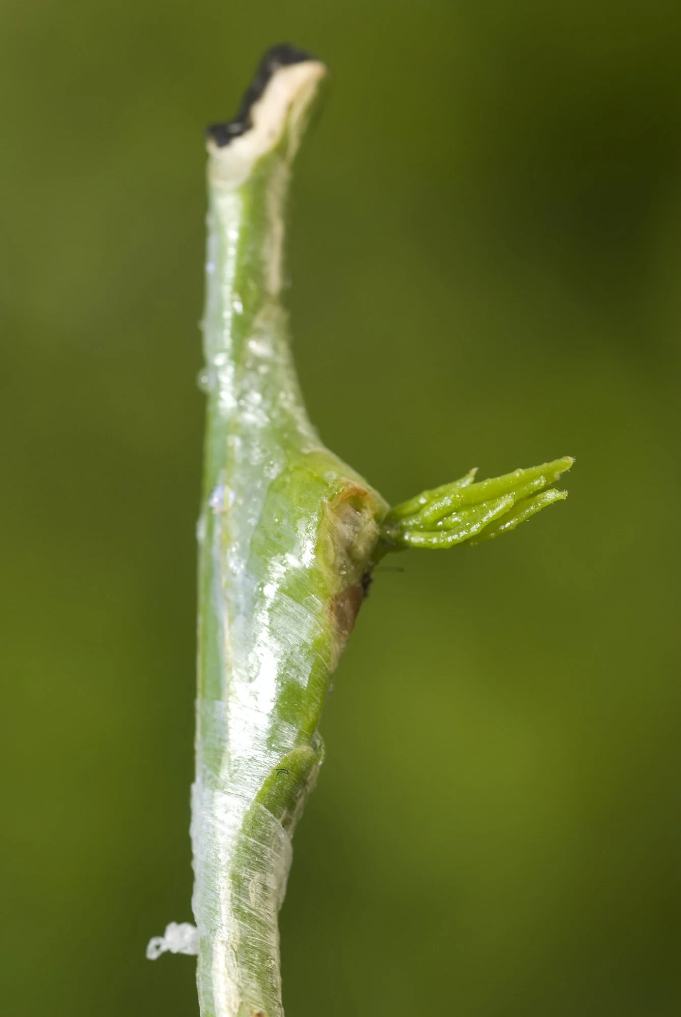 Arrivage d'un nouveau stock pour la saison 2024