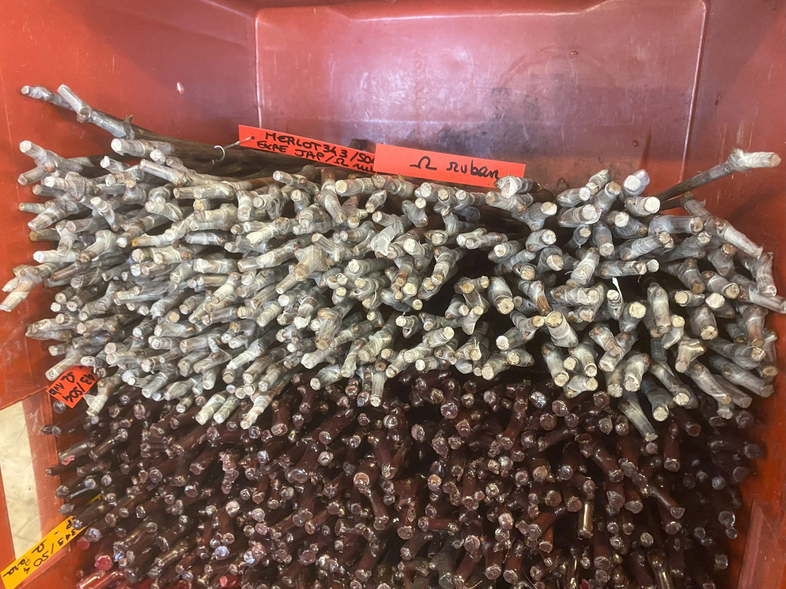 Début des essais d'une nouvelle technique pour le plants de vigne