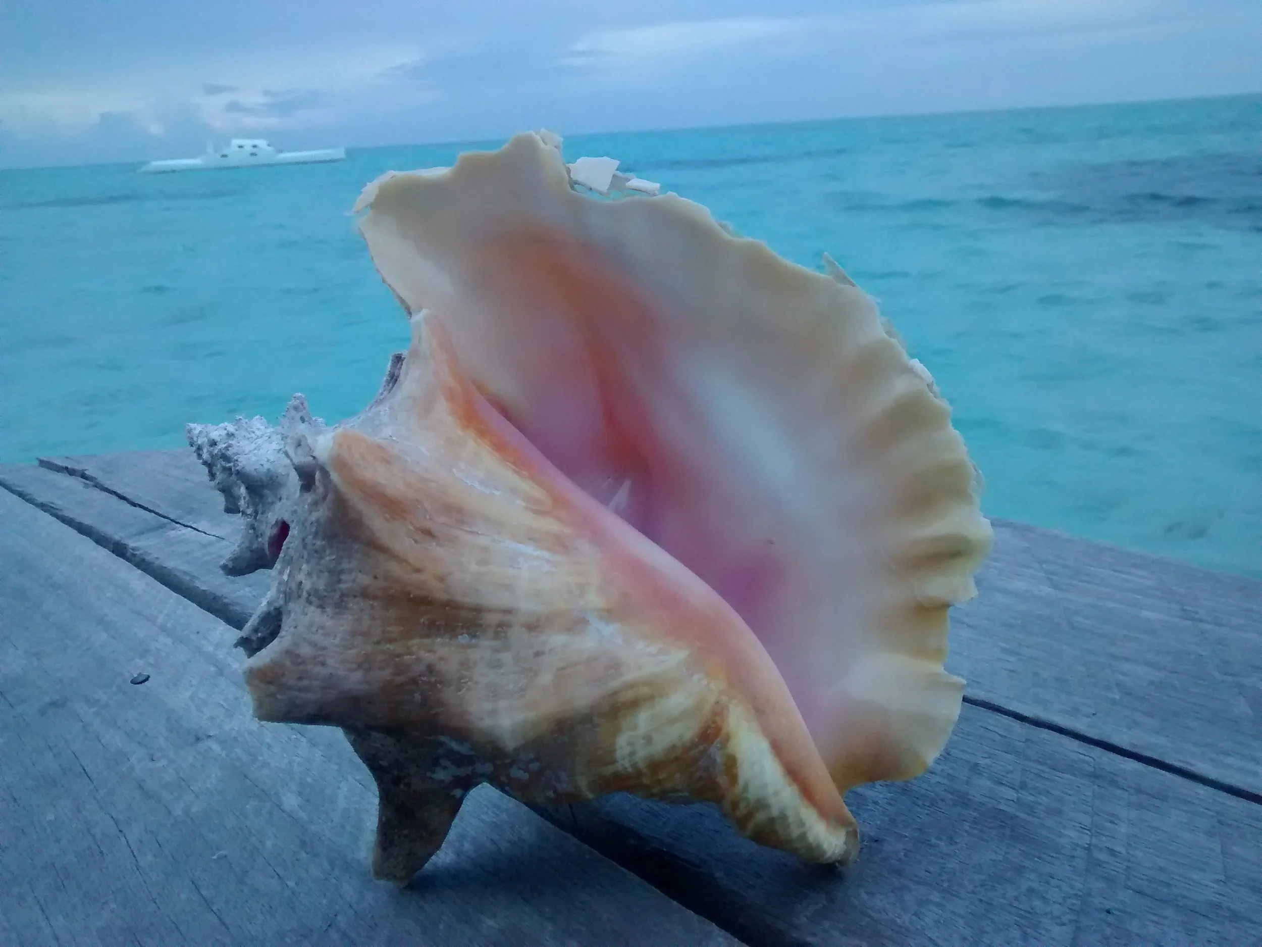 conch.jpg