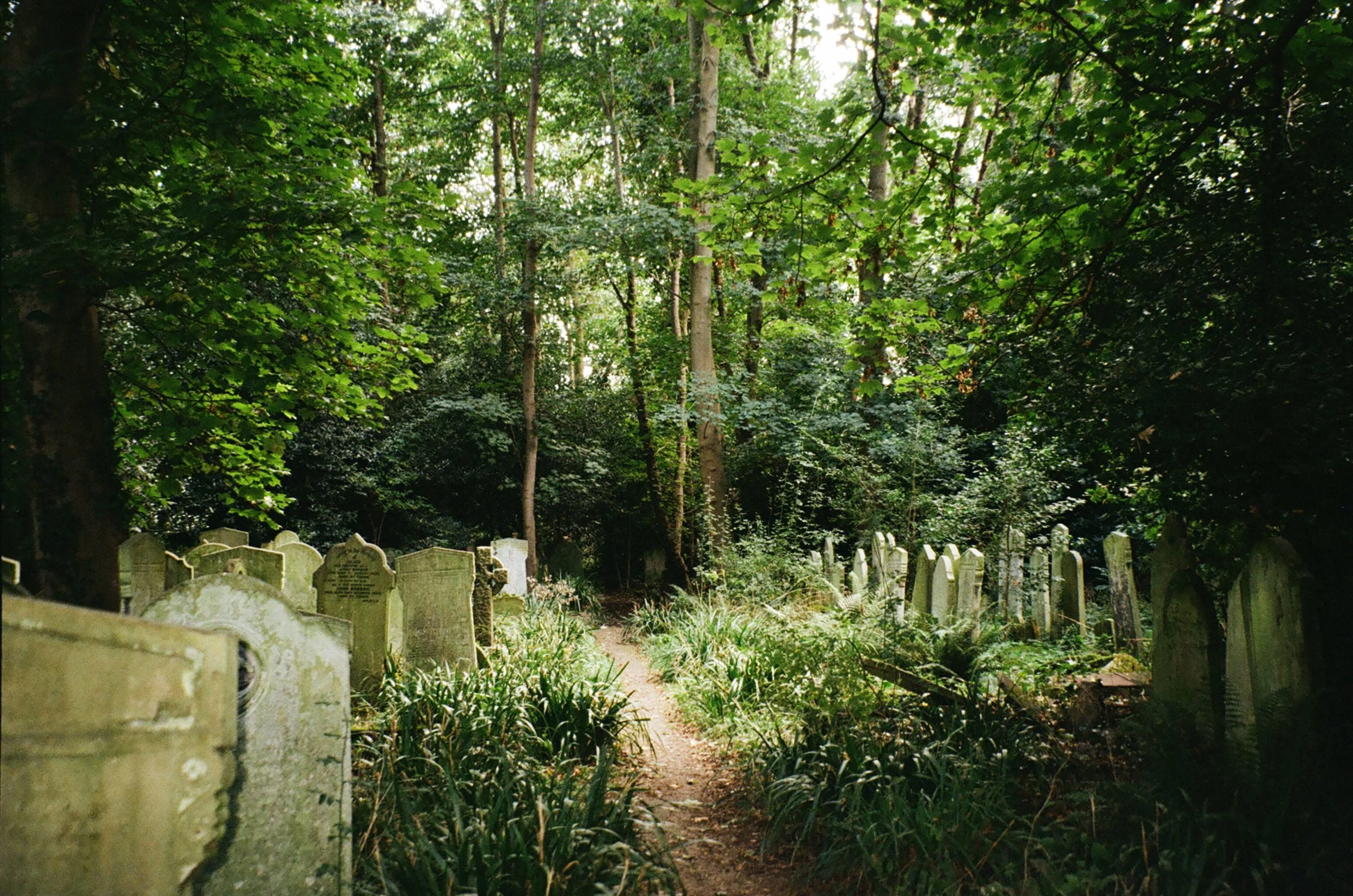 A narrow dirt path runs through an overgrown cemetery with old, weathered headstones on both sides, surrounded by lush green trees and foliage.