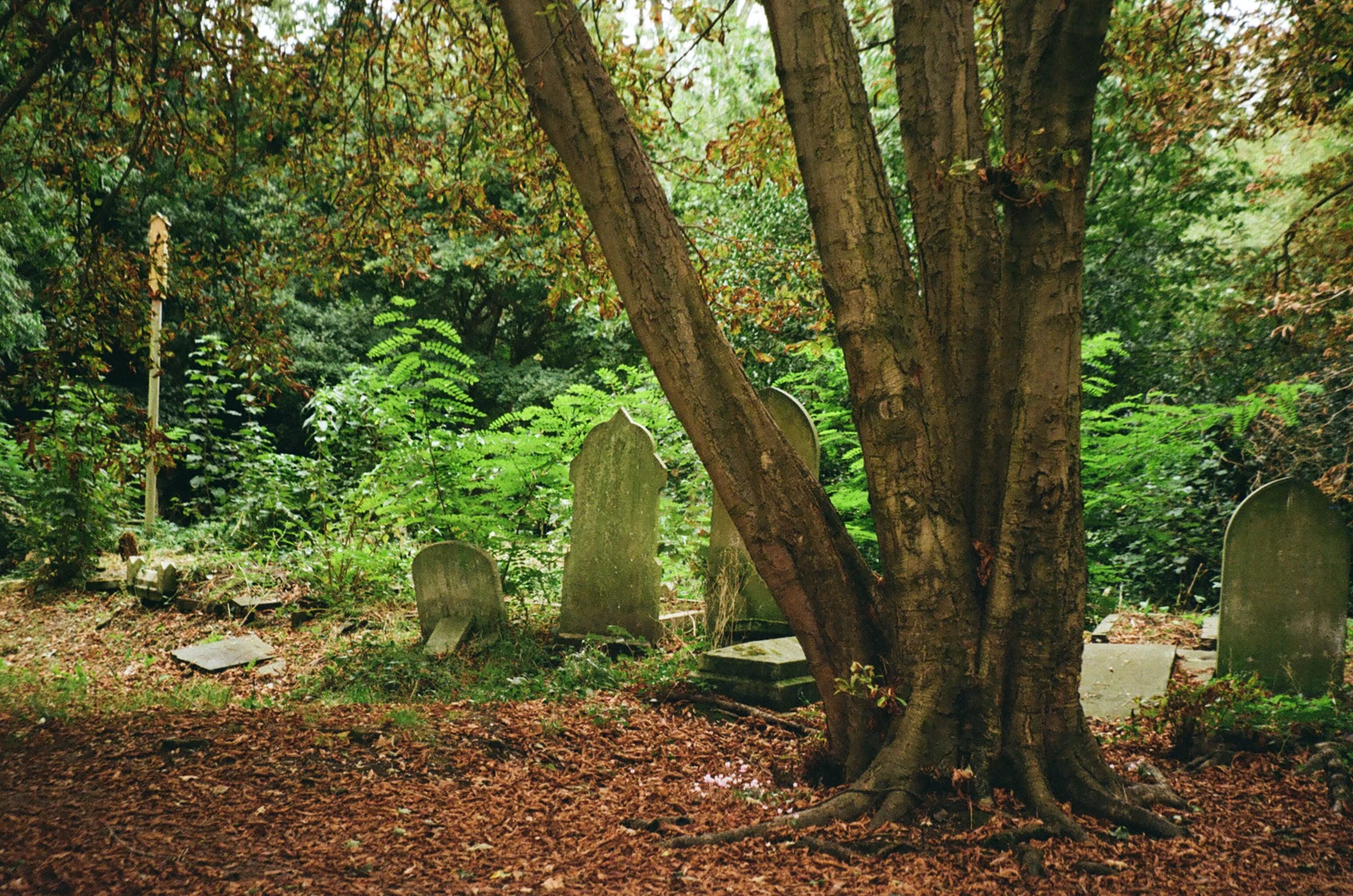 A large tree with multiple trunks surrounded by old, weathered gravestones in a forested area with dense green foliage.