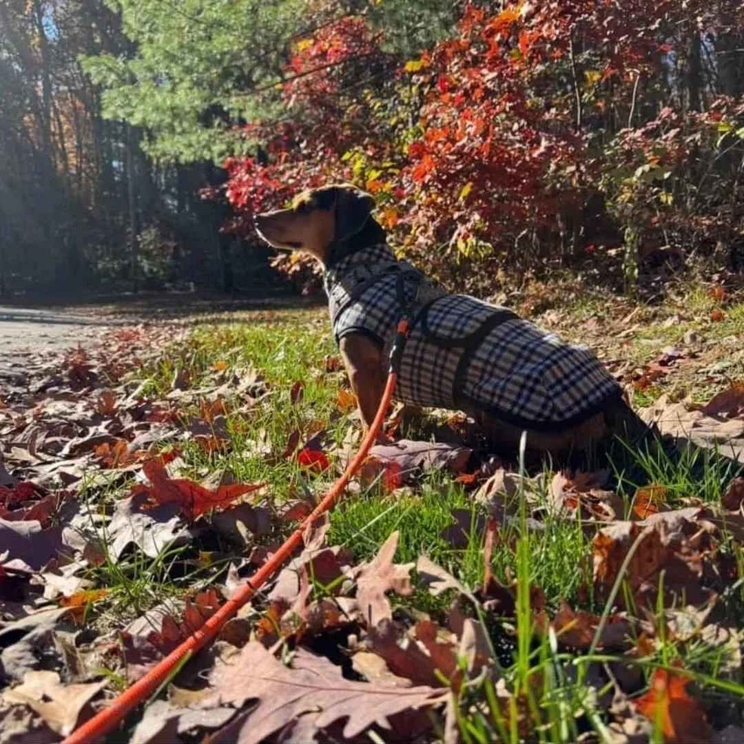 Did you know Outdooring Dog Wool coats fit Dachshunds mixes as well!?

Meet handsome JB (@jaylenjabarkusbrown). He's a happy, loved and adventurous dachshund-beagle mix who has found the most wonderful people to call his!

Coat: Black Plaid Wool
Size