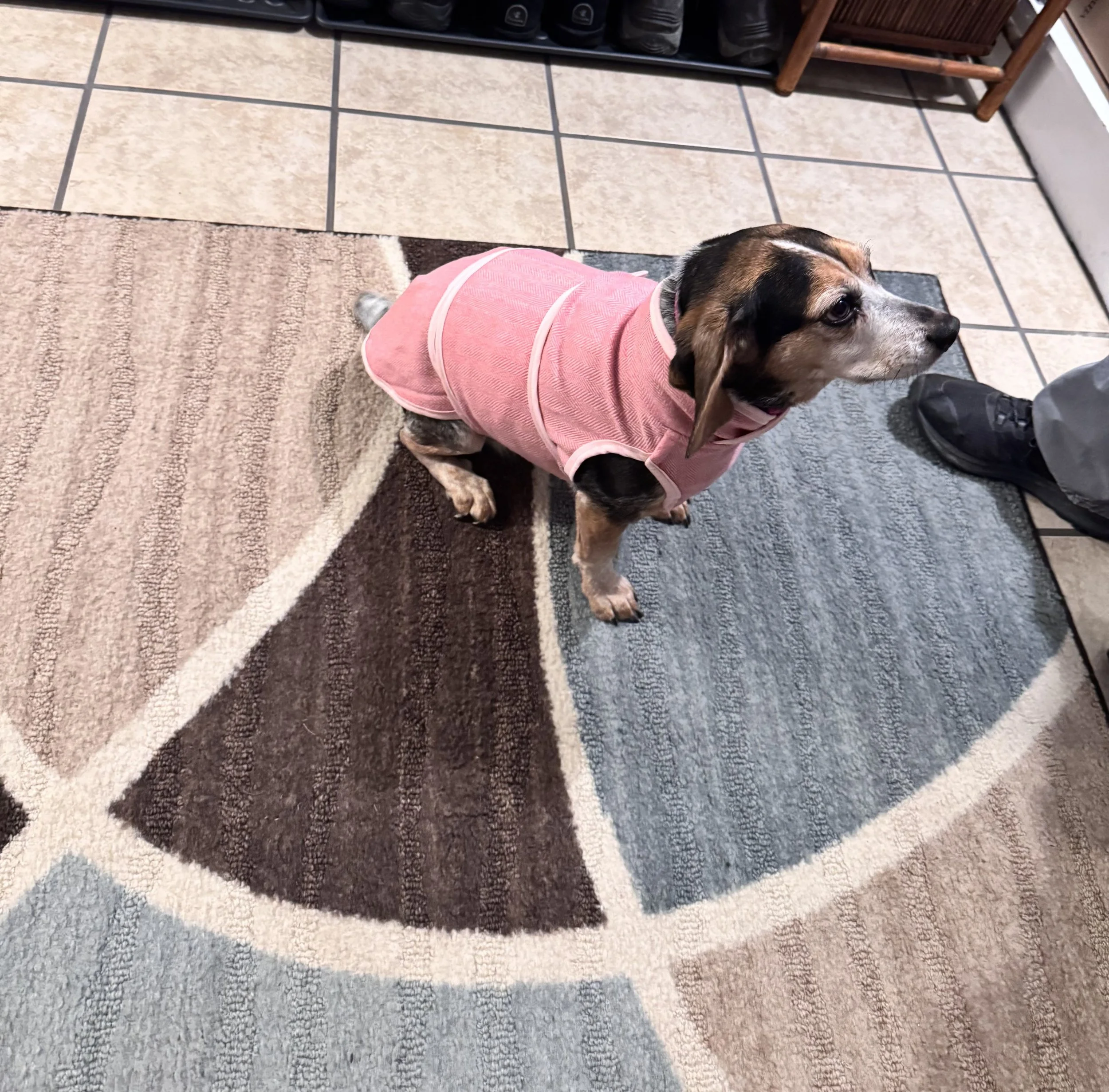 Bella the Beagle in the Lightweight Pink Herringbone