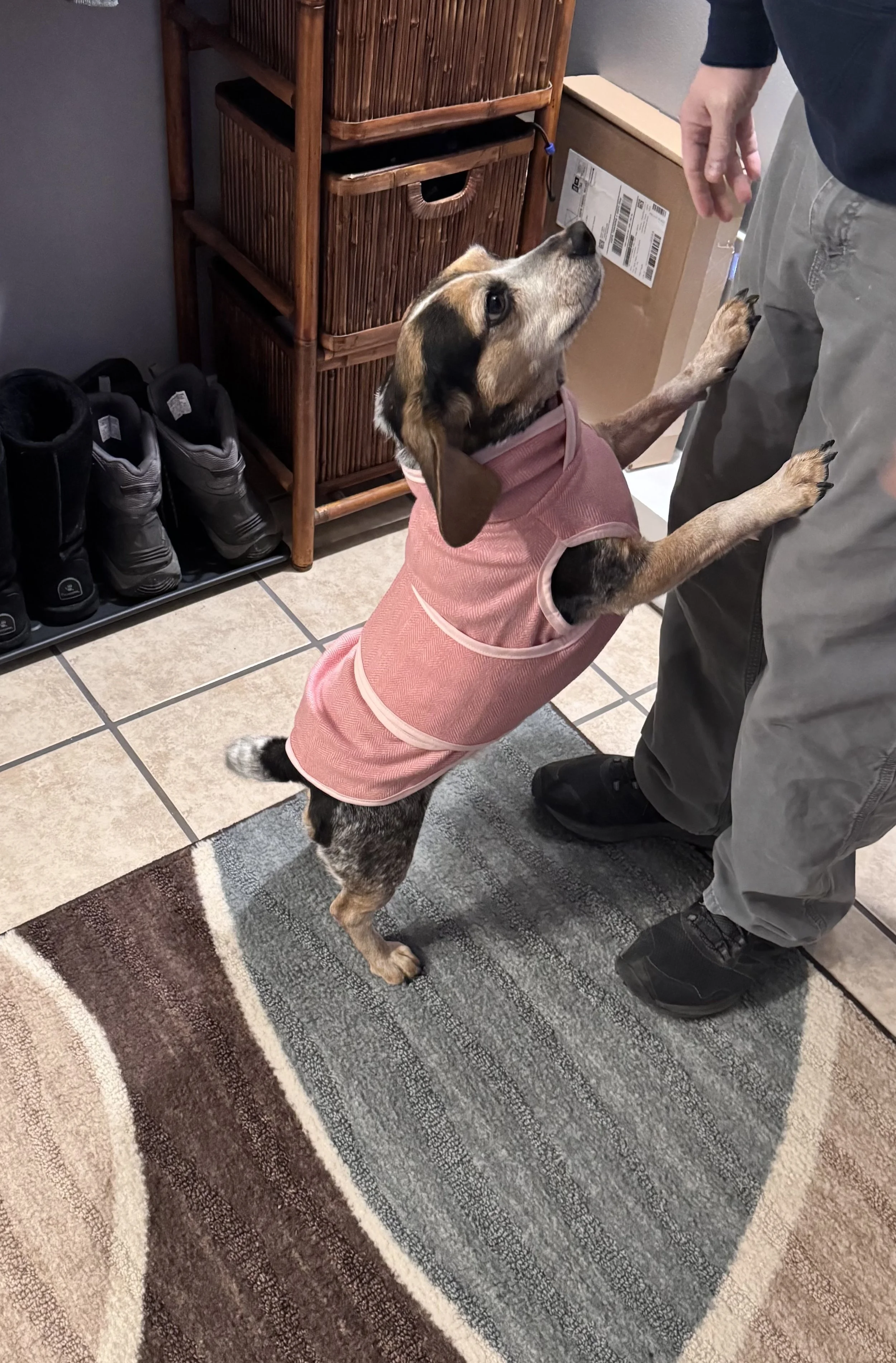 Bella the Beagle in the Lightweight Pink Herringbone