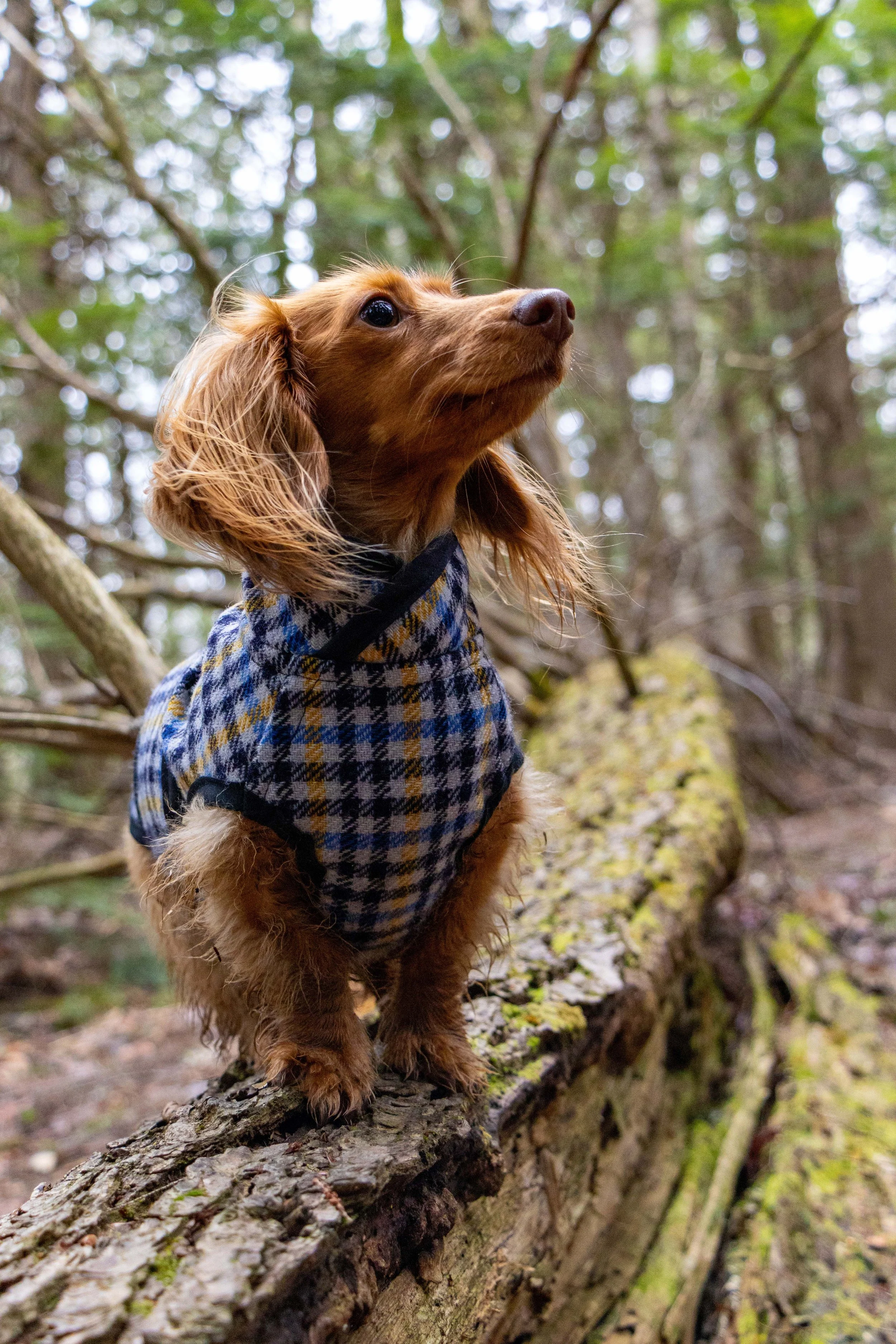 Lightweight Black Plaid Coat