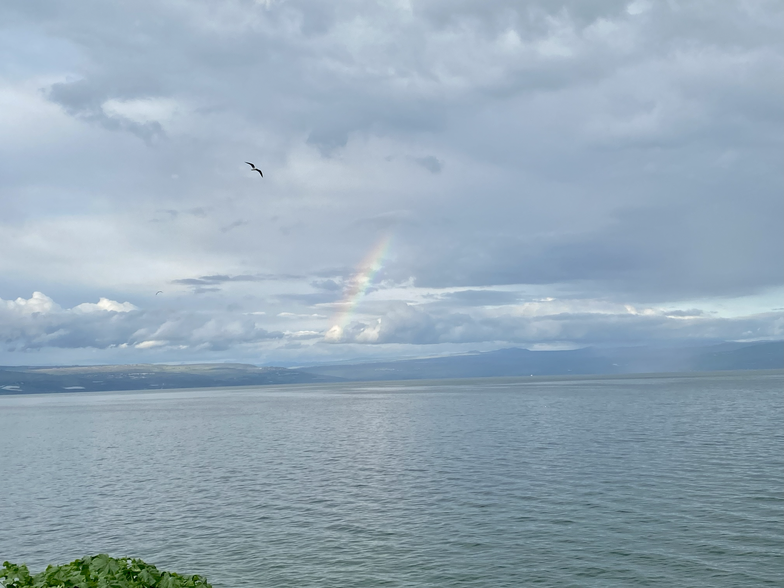 Harp Galilee Sea rainbow bird - ORIGINAL - Copy.png