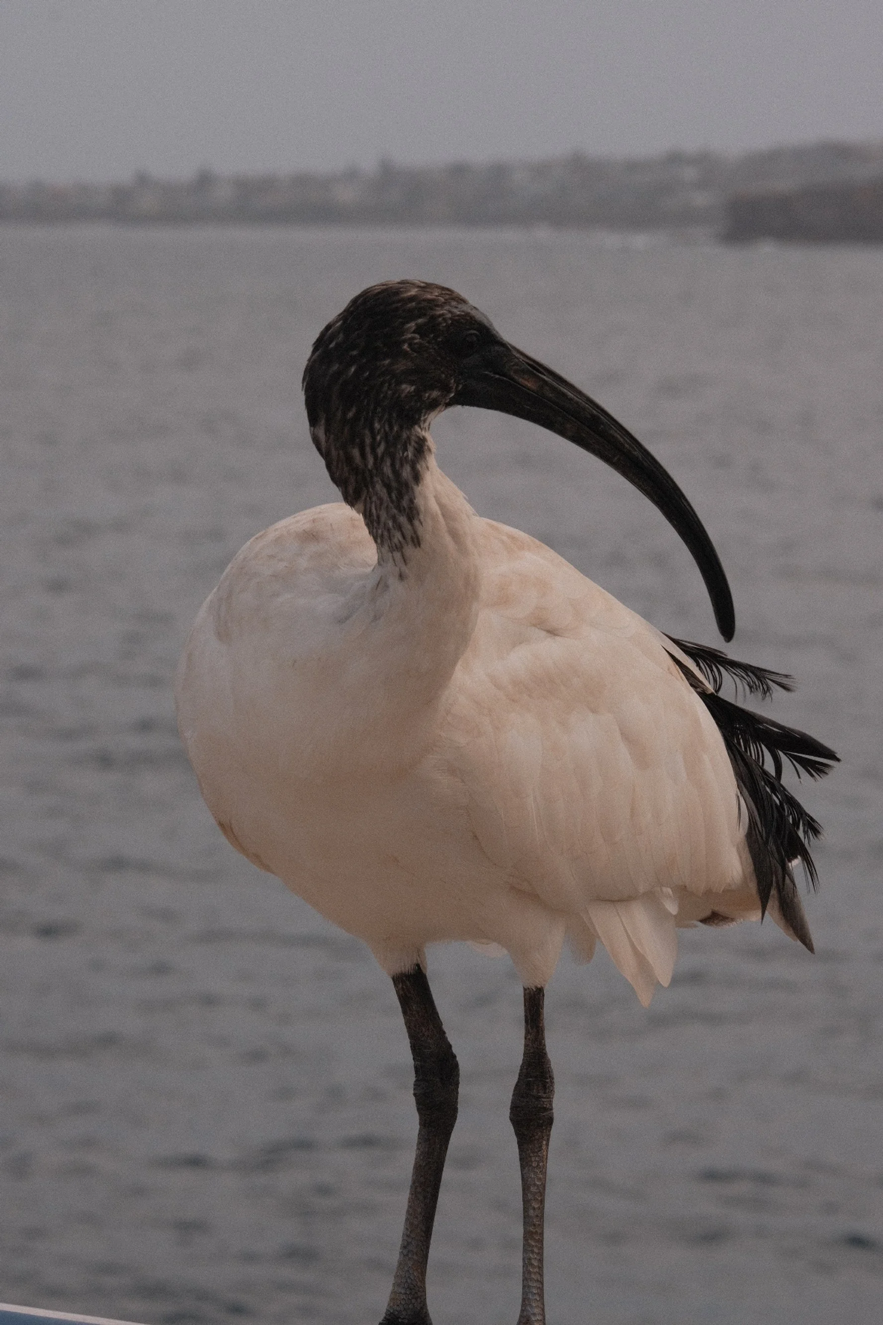 Photo 21-10-2025, 04 51 17.jpg