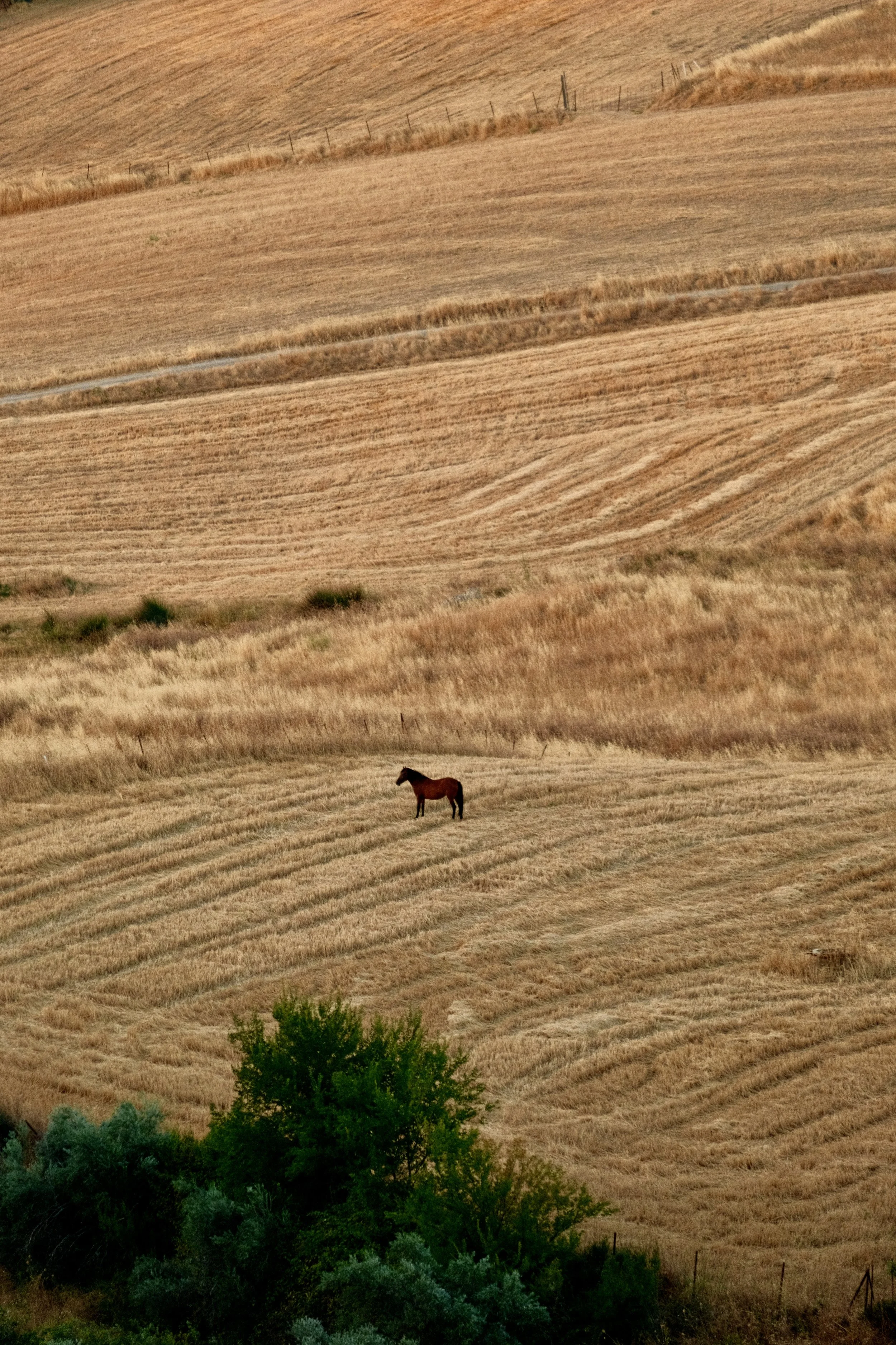 A horse standing in a dry, golden field with rolling hills and sparse vegetation.