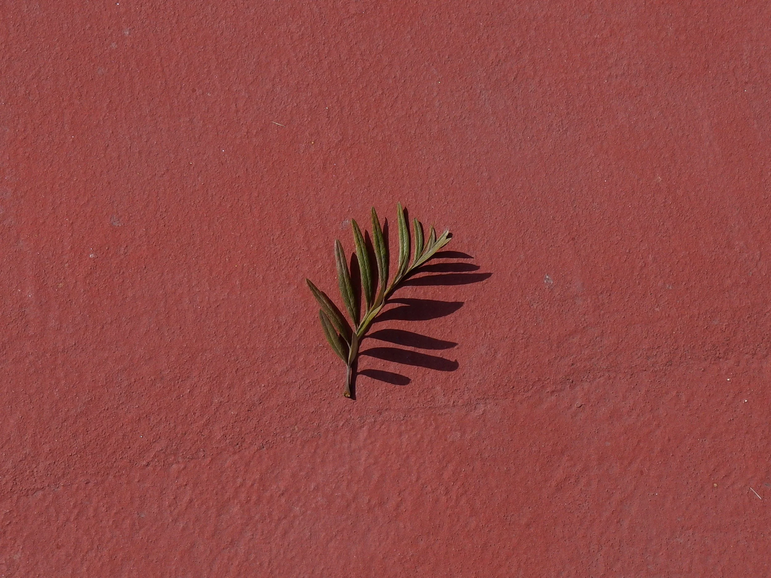 A small green plant with elongated leaves casting a shadow on a reddish textured surface.