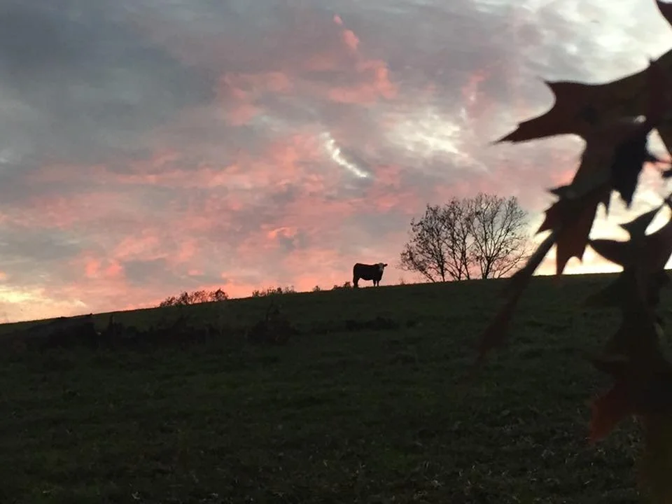 Silhouette of a cow standing on a hill at sunset, with pink and orange clouds in the sky and a leafless tree nearby.