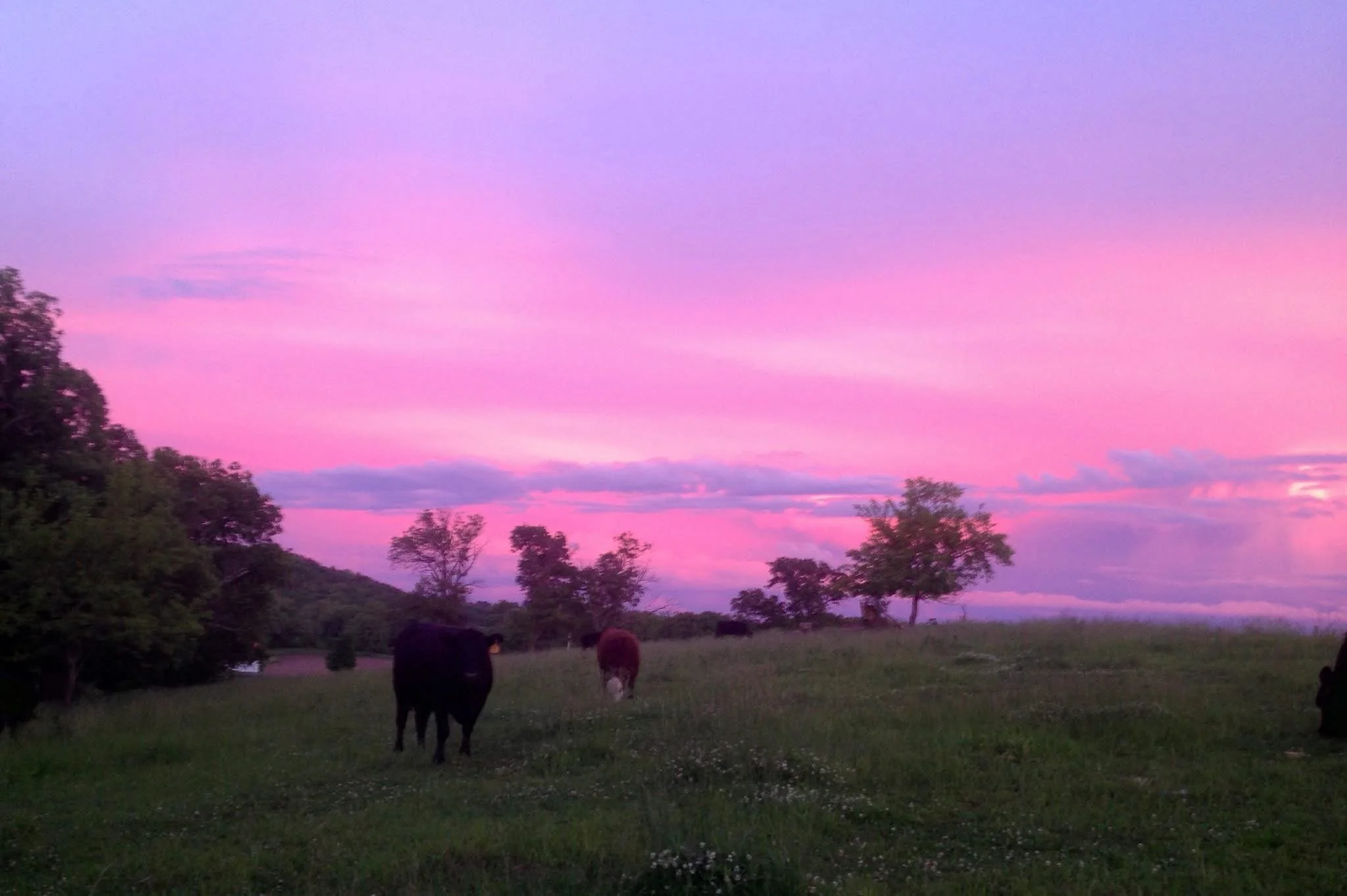 Cows grazing in a pasture at sunset with pink and purple clouds in the sky.