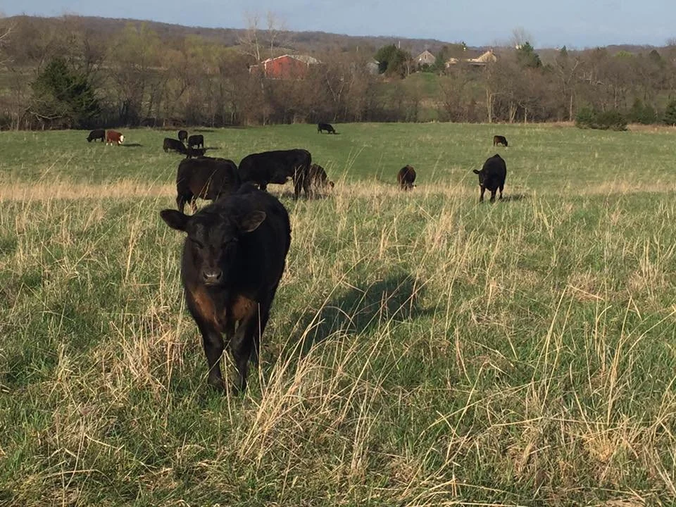 A young black cow standing in a green grassy field with other cows grazing in the background.