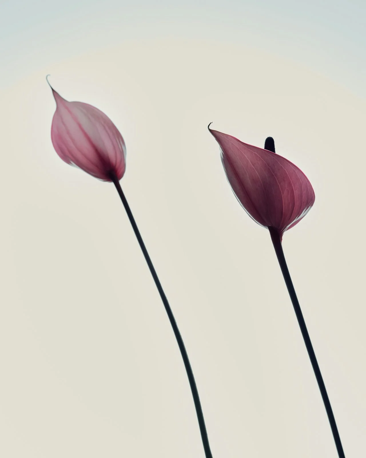Two decorative pink flower buds with long dark stems against a light background.