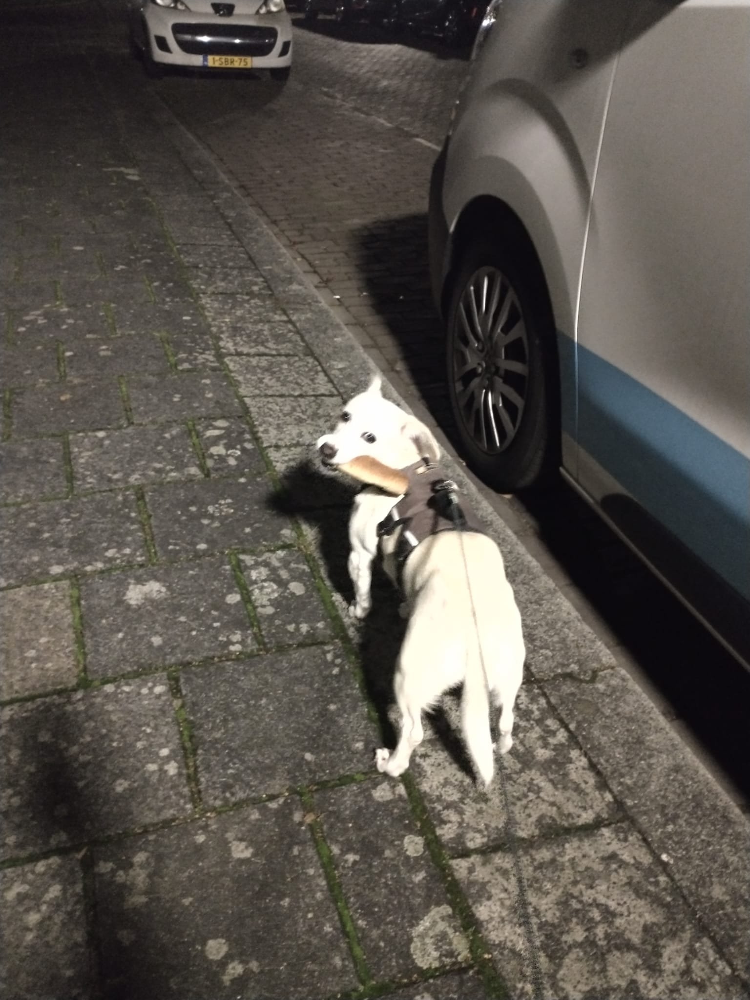 Tilly de Hond met een gevonden worstenbroodje, ze kijkt geschrokken op, op heterdaad betrapt.