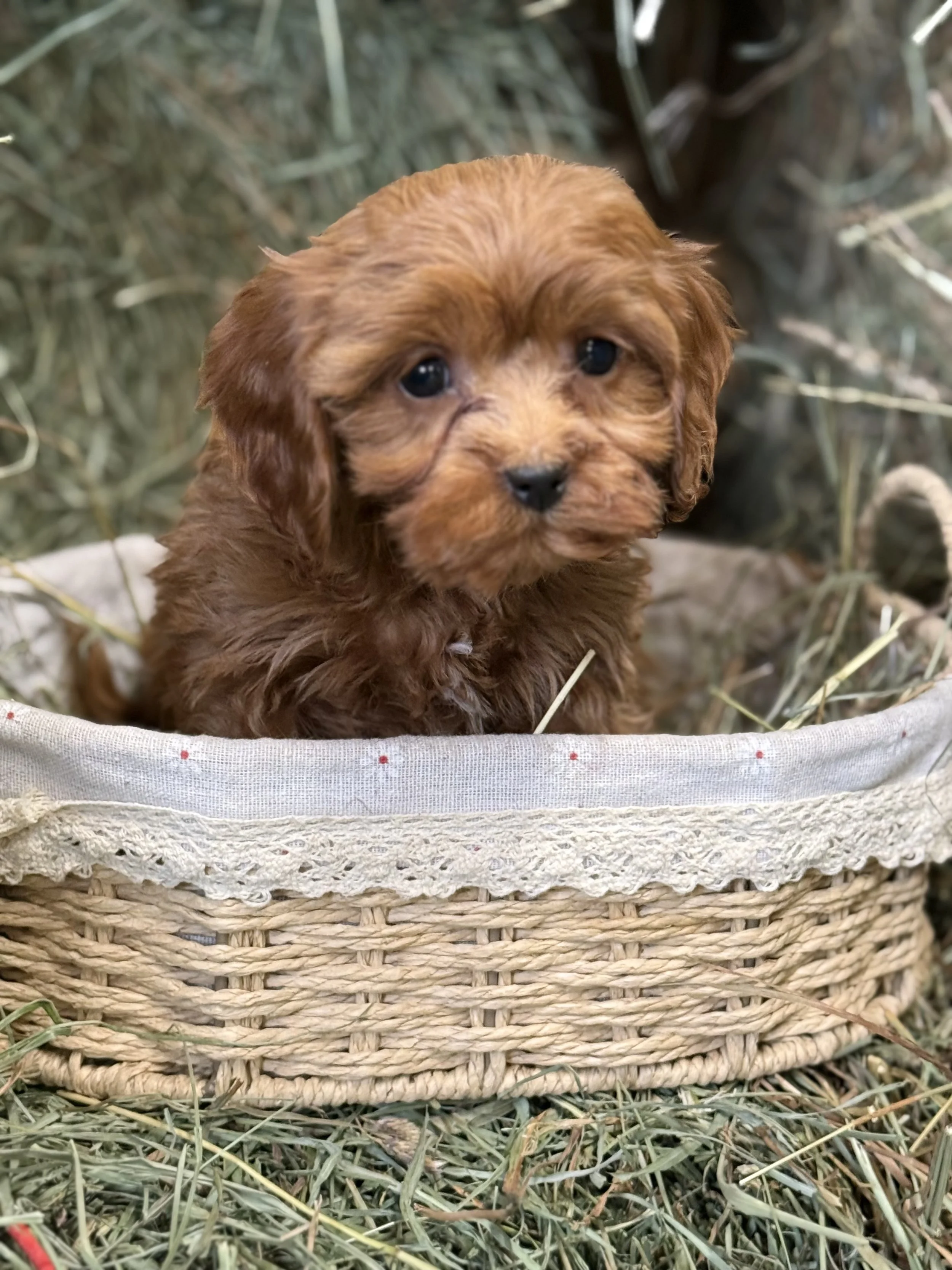 Cavapoo puppies for sale puppies near me dog breeder in connecticut adoption