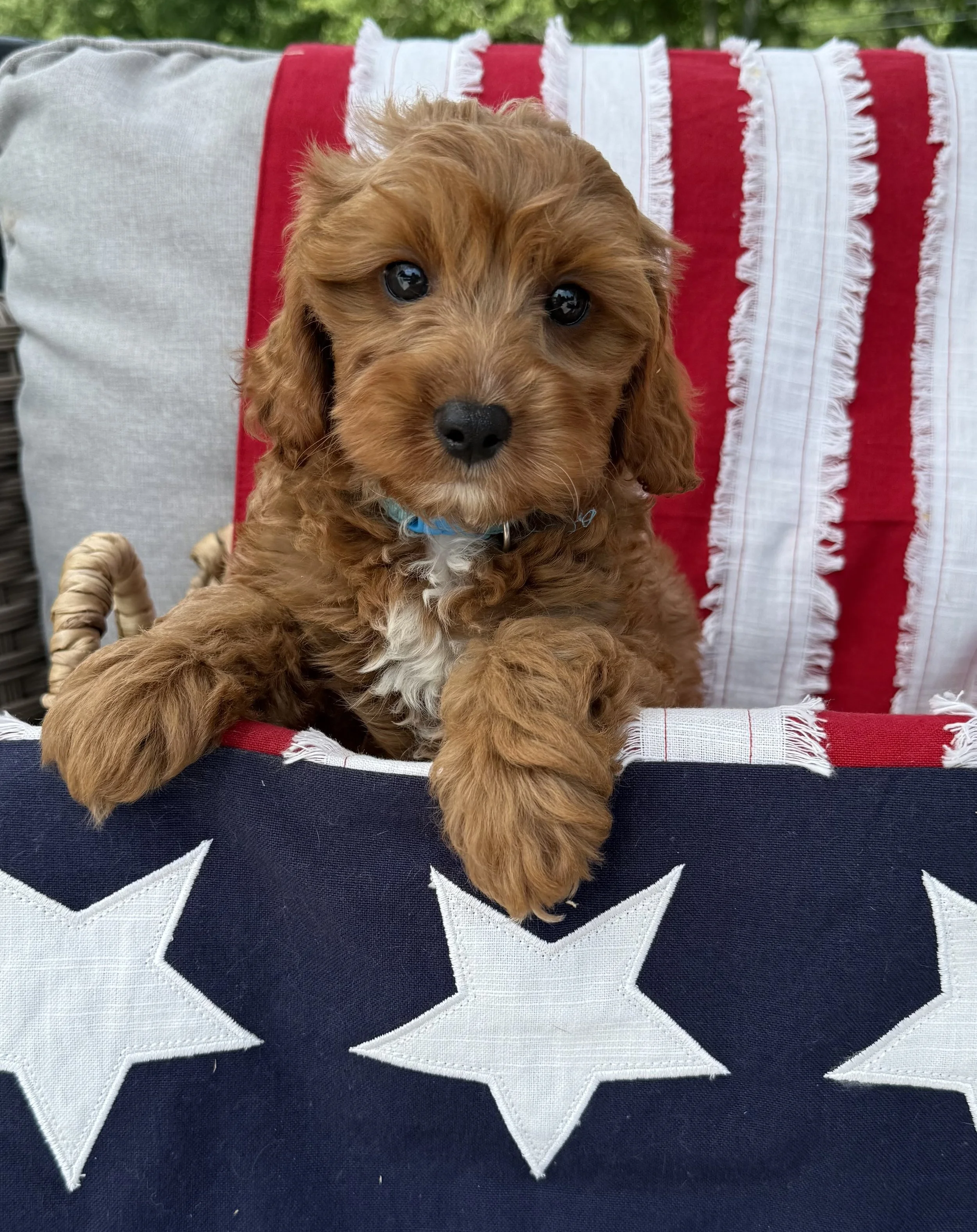 cavapoo puppies for sale dog breeder near me connecticut cedar creek farm