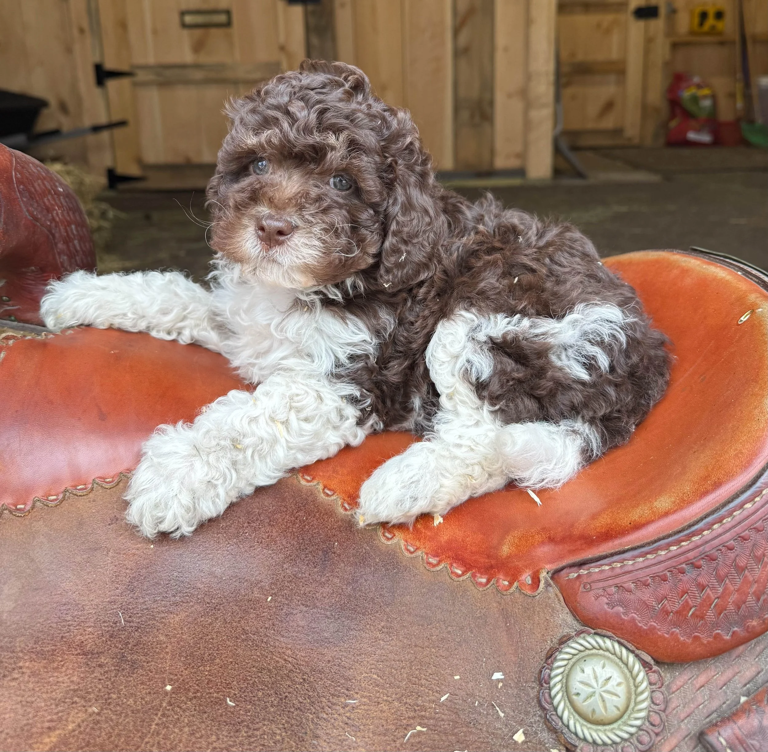 chocolate colored cavapoo puppies for sale cedar creek farm ct