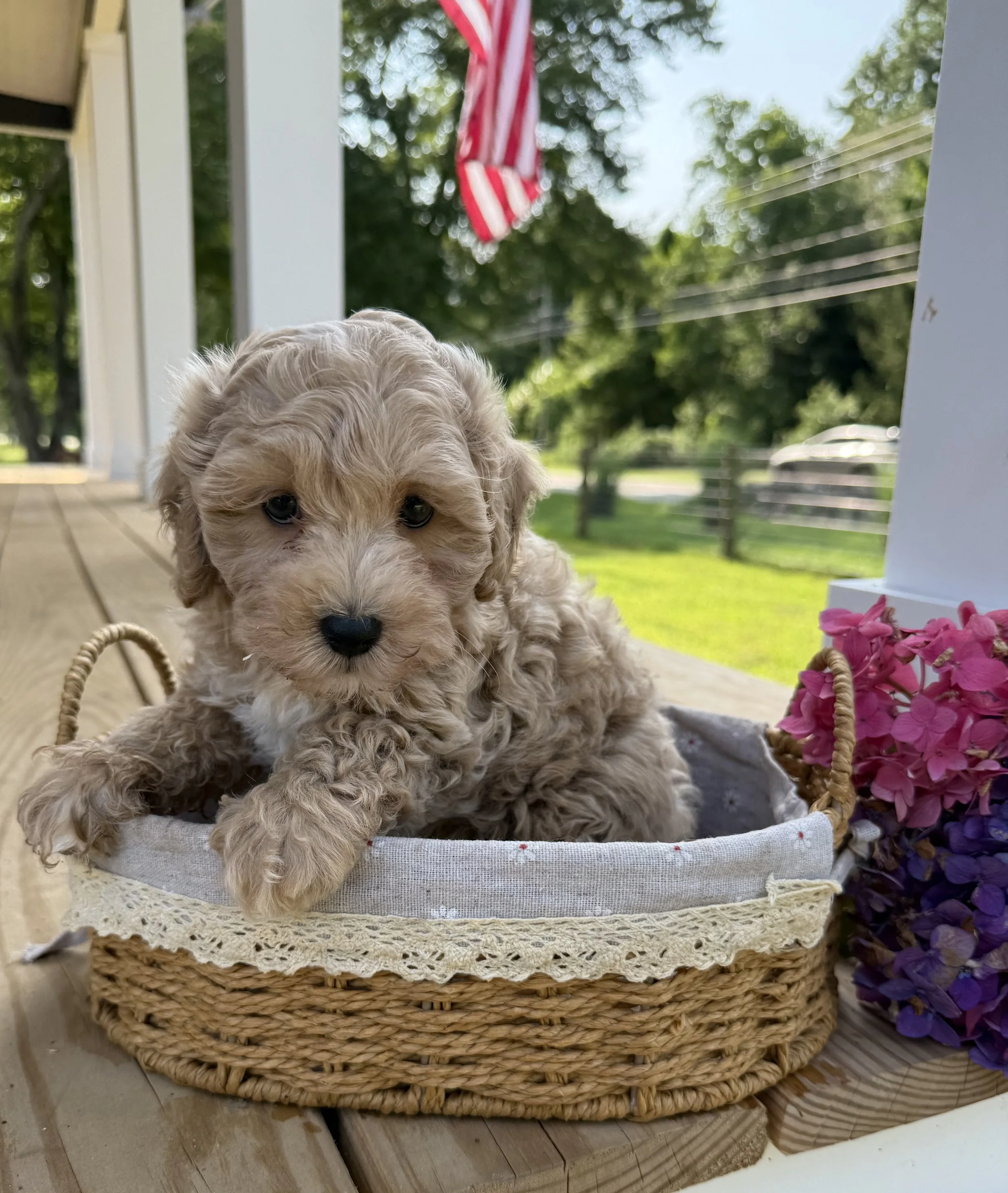 Cavapoo puppies for sale puppies near me dog breeder in connecticut adoption