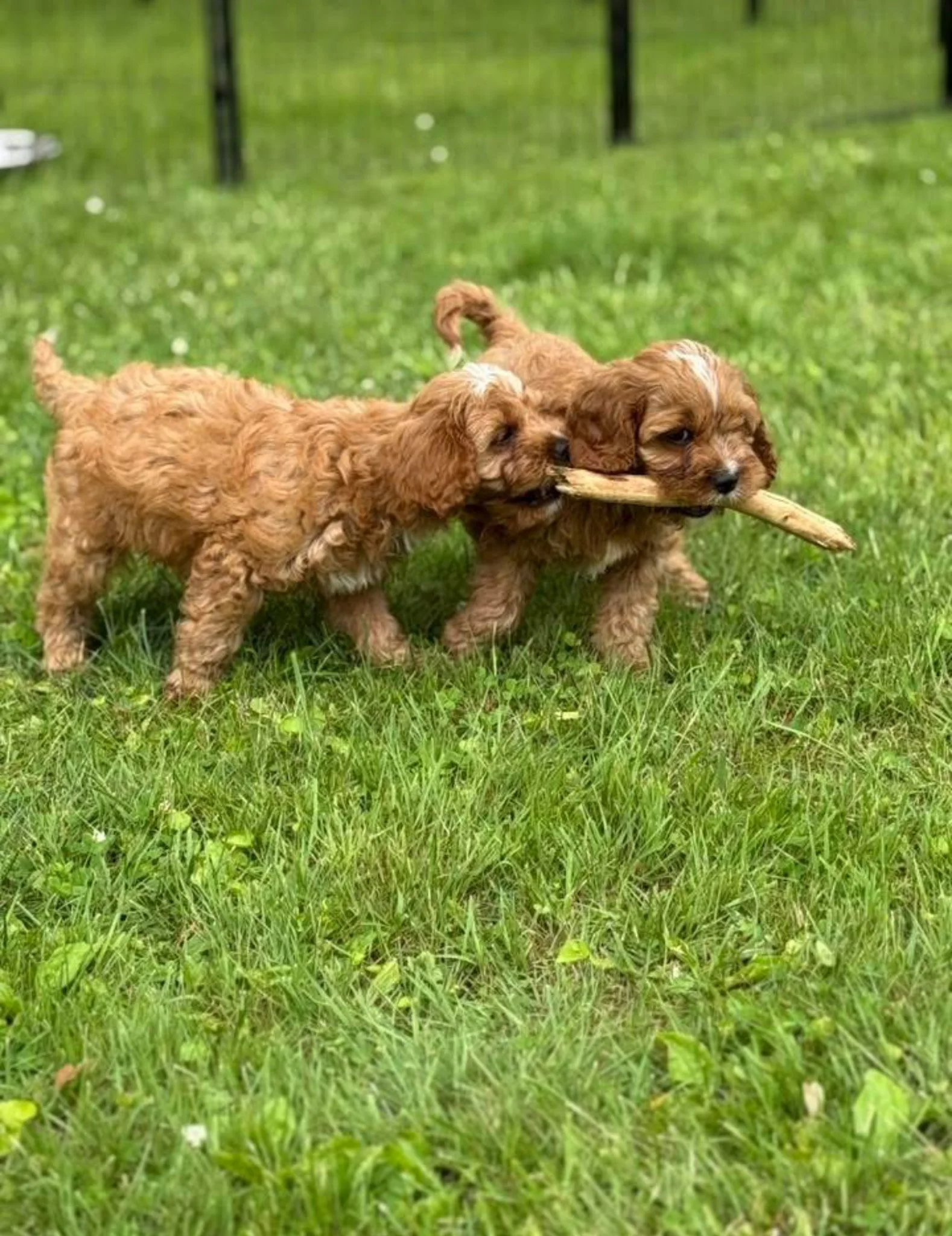 Two cute brown cavapoo puppies playing outside on grass, holding a stick in their mouths at cedar creek farm connecticut dog breeder puppies for sale near me 